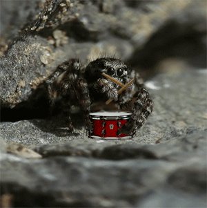 funny-gif-spider-playing-drums.gif