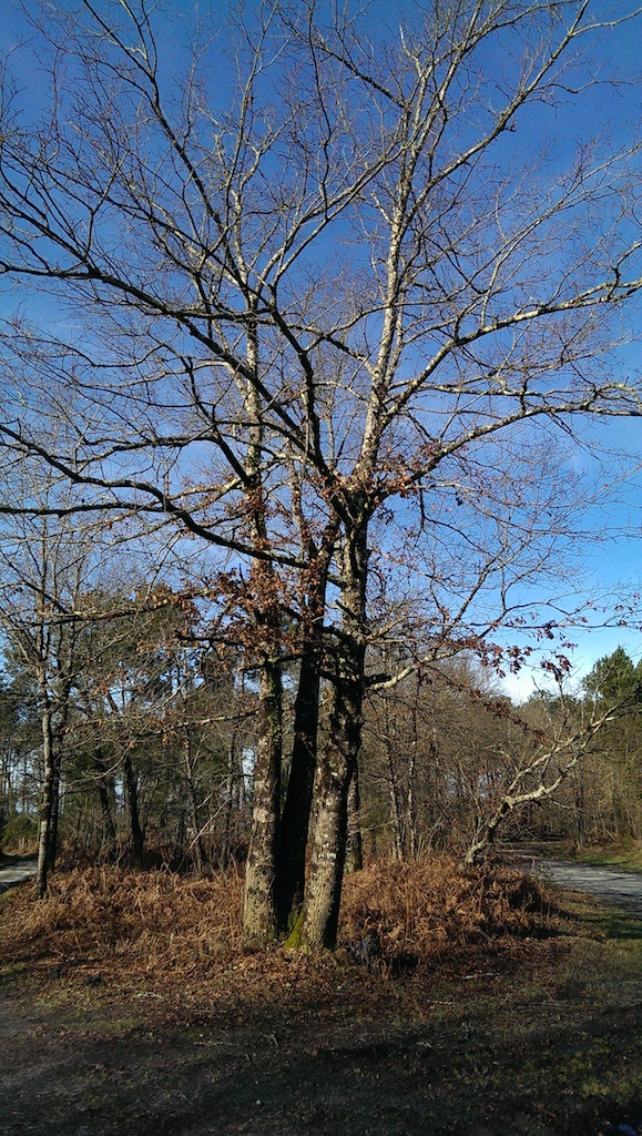 HTC one Max