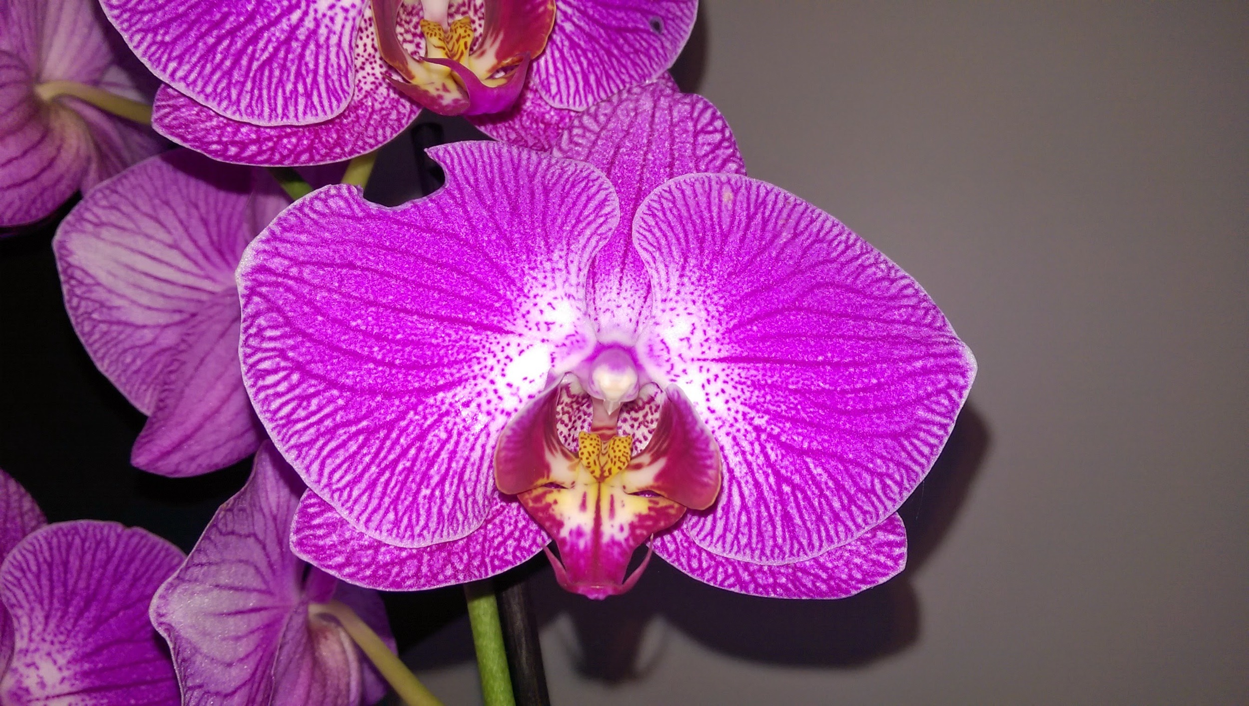 avec flash