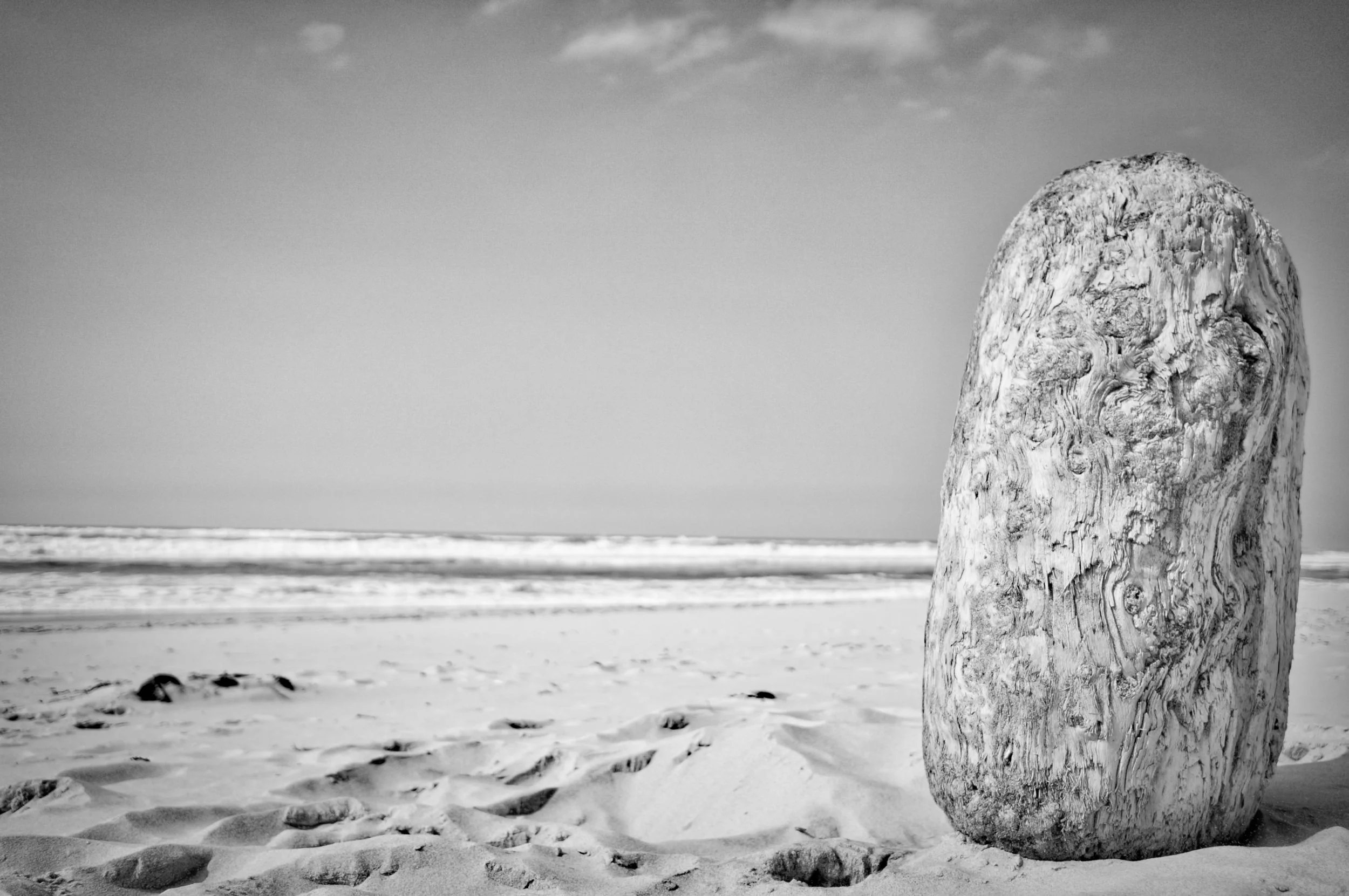 Bois flotté plage du Porde (33) - Sony Nex 6 SEL20F28 - By Éric Courcy 