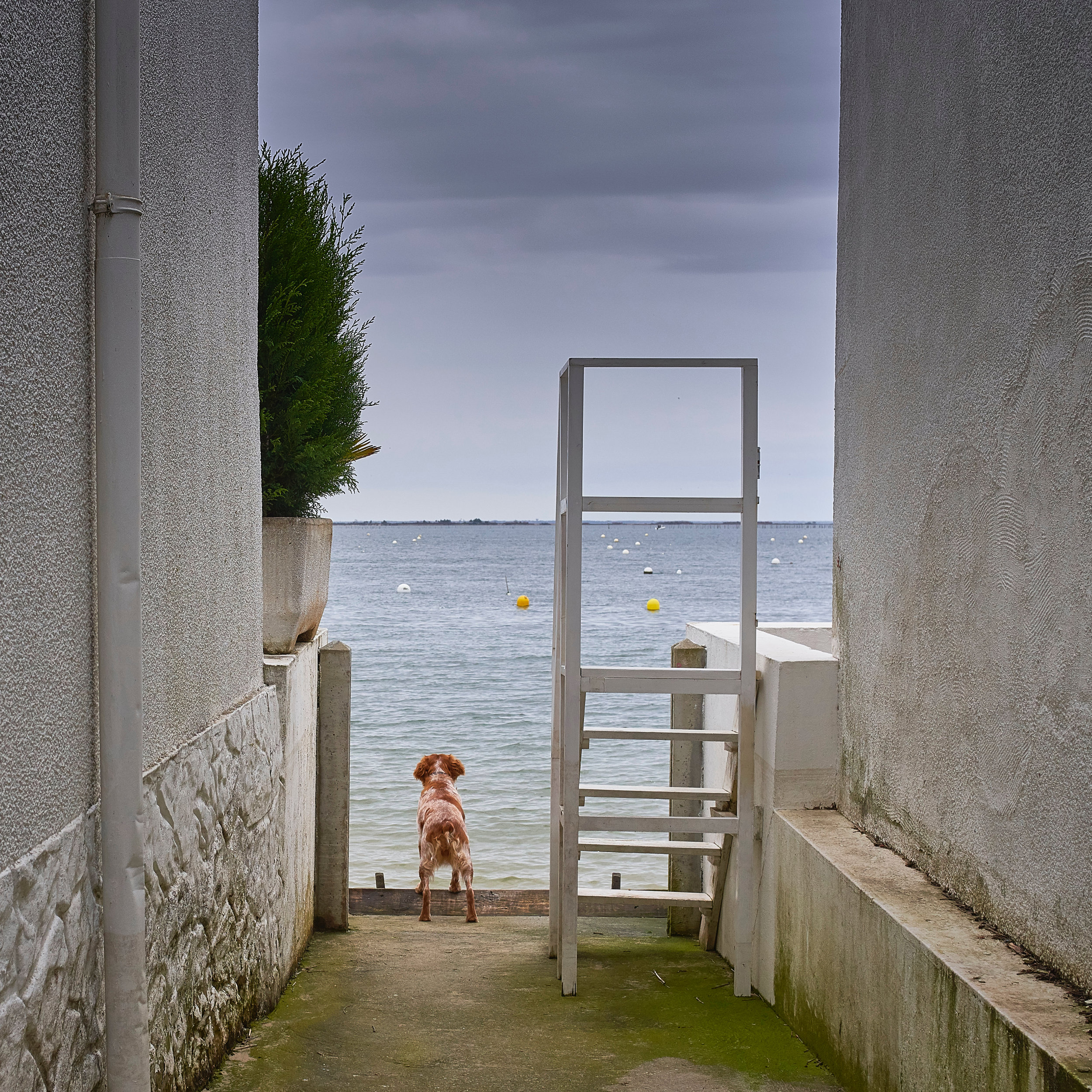 The Dog… Village de l'Herbe // Presqu'île du Cap-Ferret // Avril 2018 - Sony A7RIII avec 35 mm Leica R Summicron ©Thierry Lothon 2018