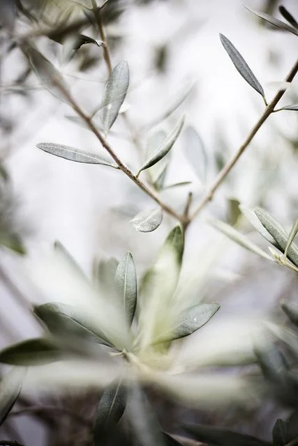 photo by Berta via