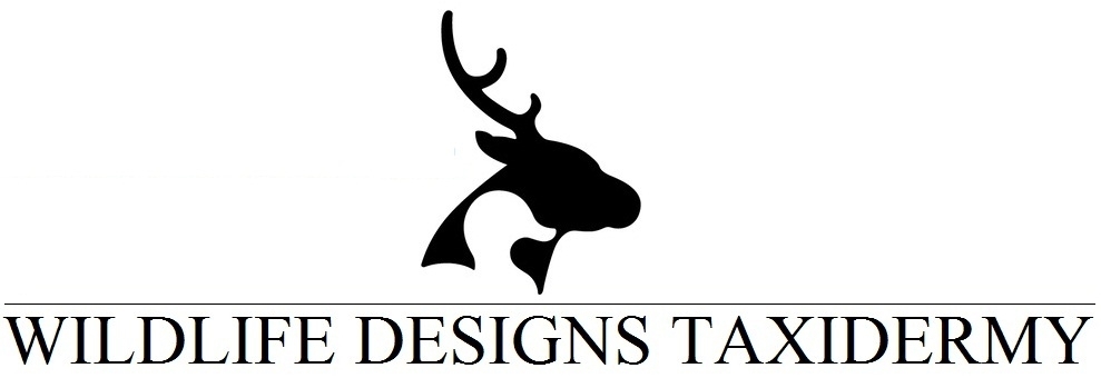 Wildlife Designs Taxidermy, LLC