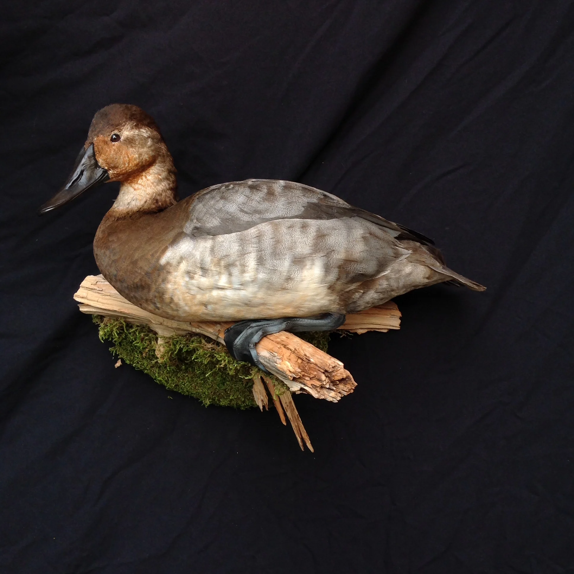 Birds — Wildlife Designs Taxidermy, LLC