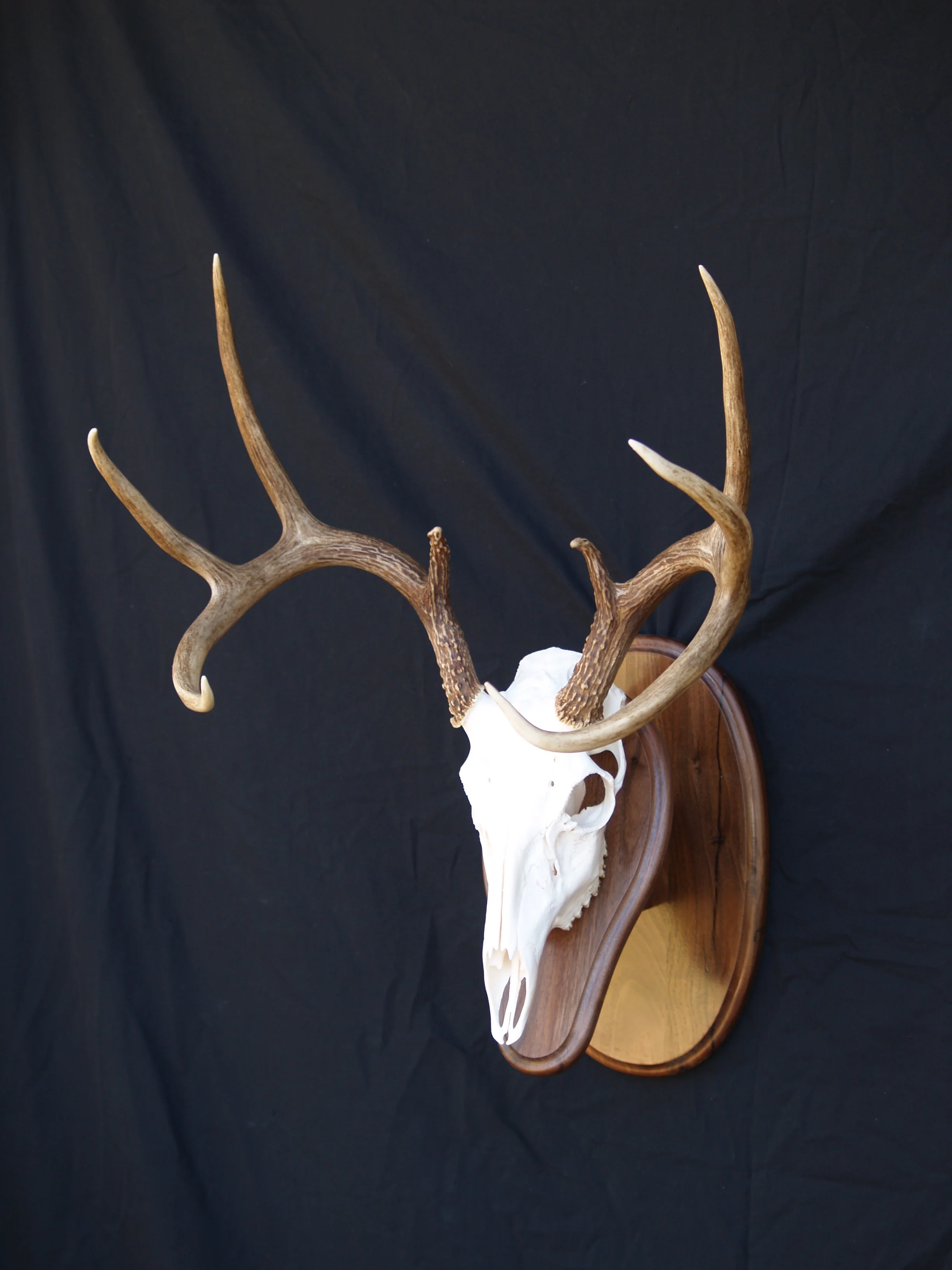 European & Skull Options — Wildlife Designs Taxidermy, LLC