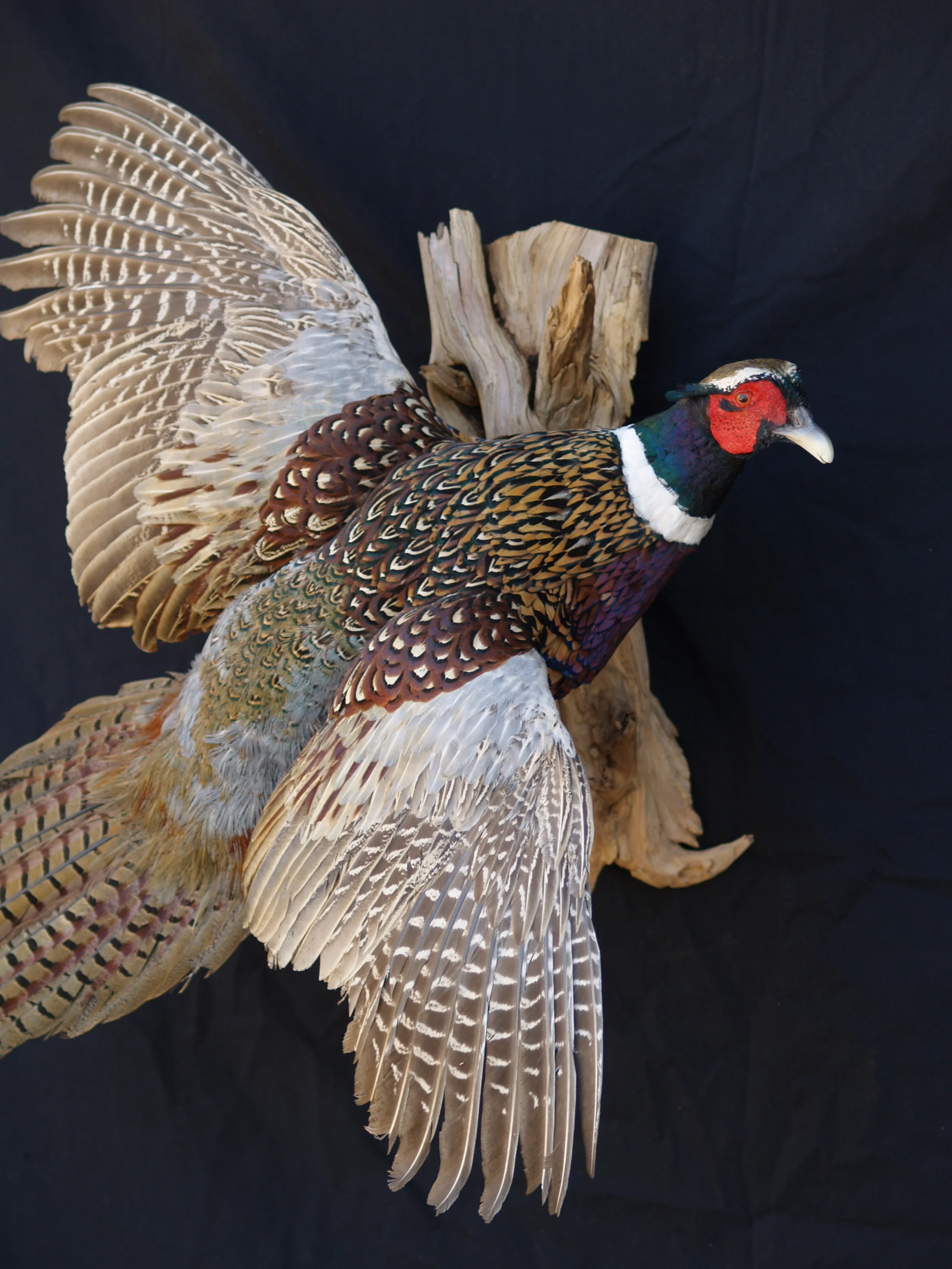 Birds — Wildlife Designs Taxidermy, LLC