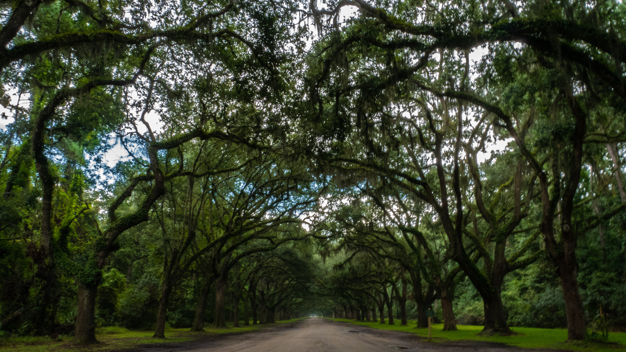 trees.jpg