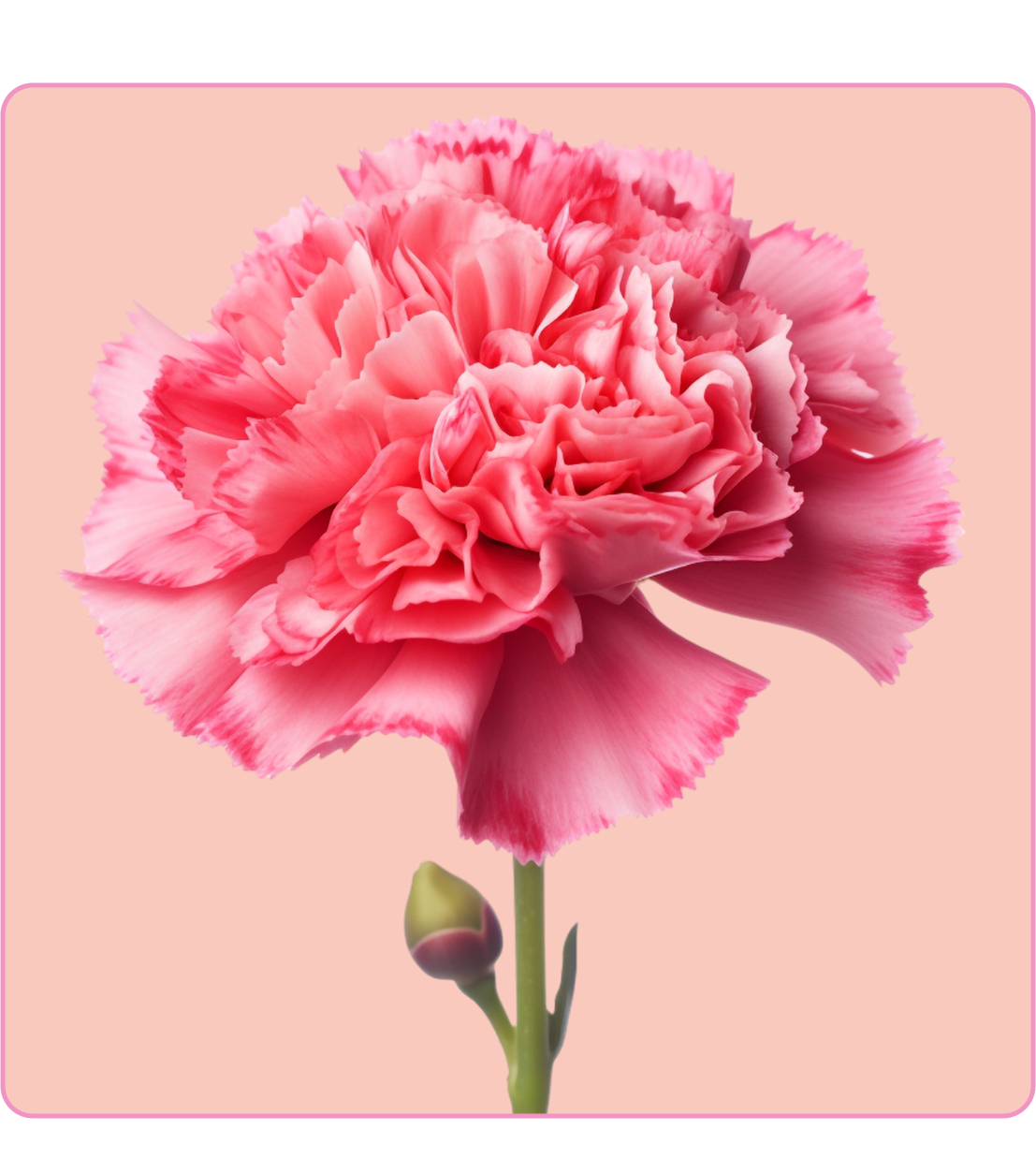 Carnation Bouquet (3)