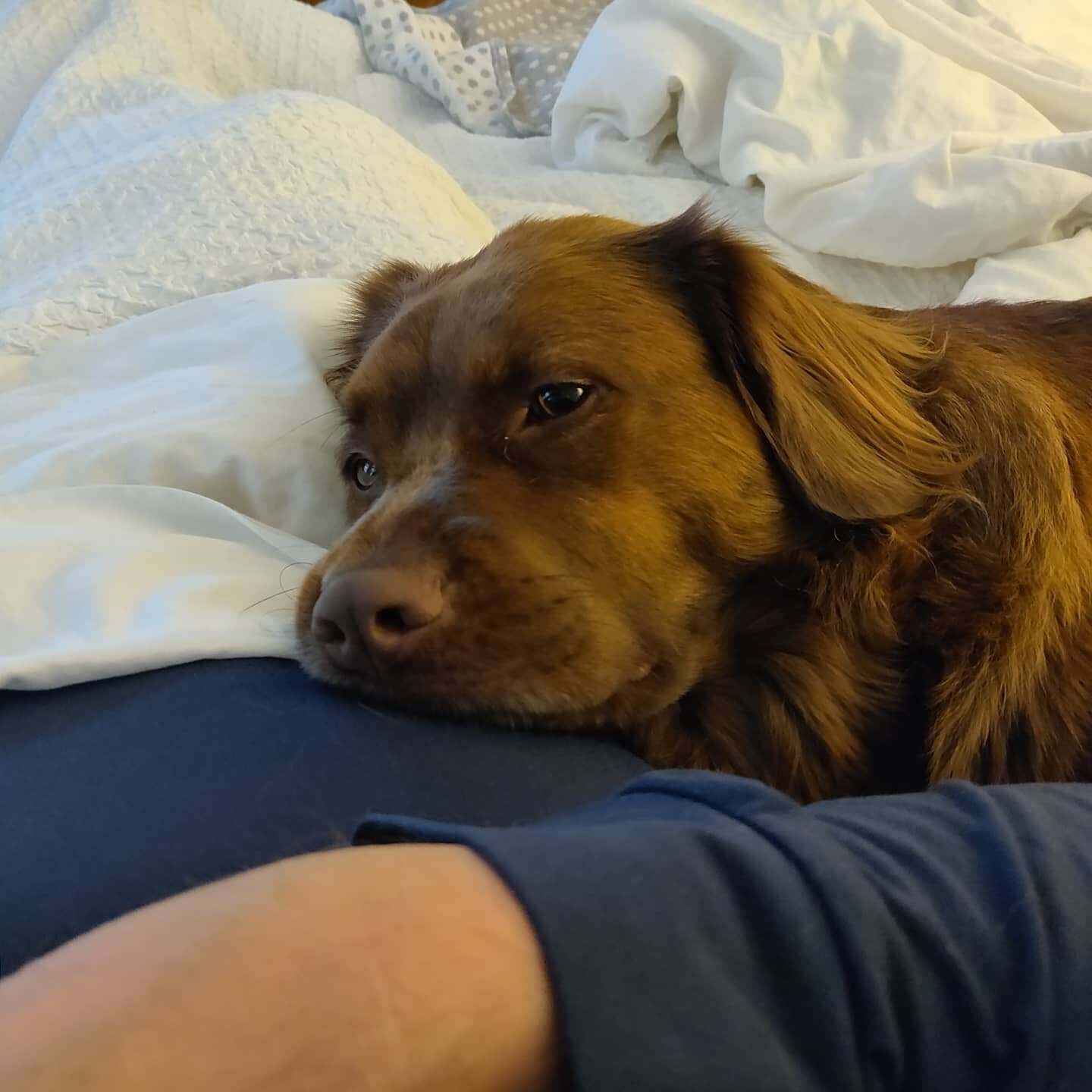 Charlie really loves to snuggle before I'm allowed to get out of bed. 
#novascotiaducktollingretriever #rescuedog