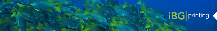 ibg_website_homepage_banners2.png