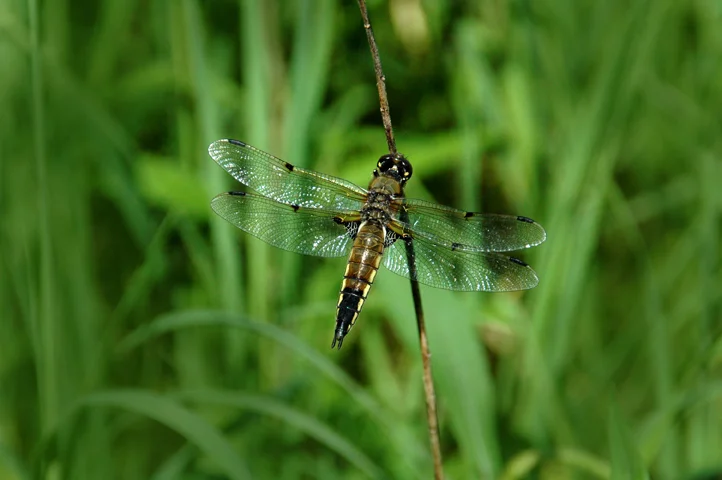 Four-spottedSkimmer.JPG