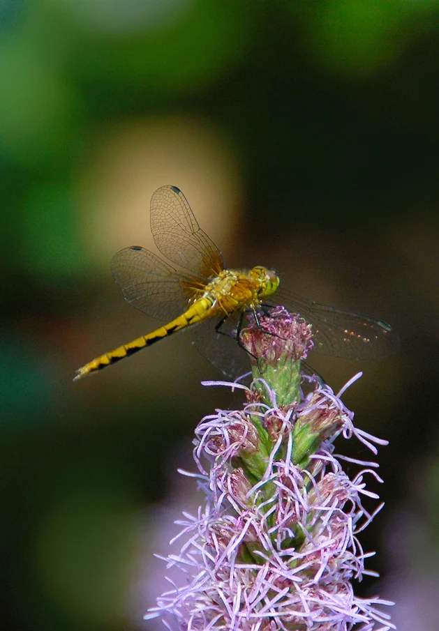 SaffronWingedMeadowhawk.jpg