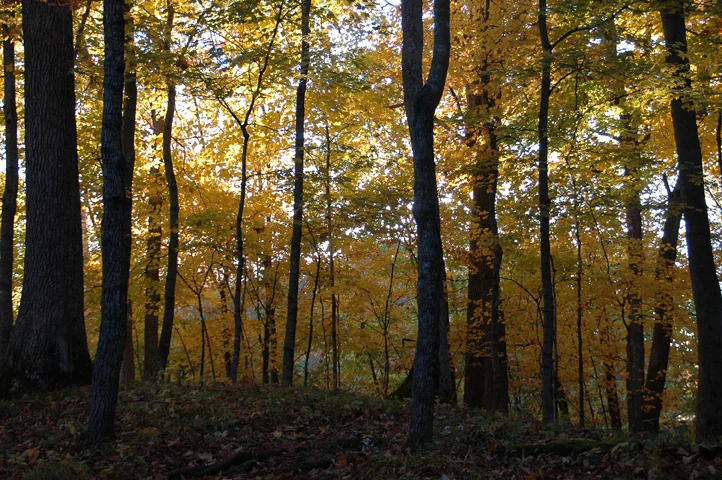 St.CroixWoodlands(print).jpg