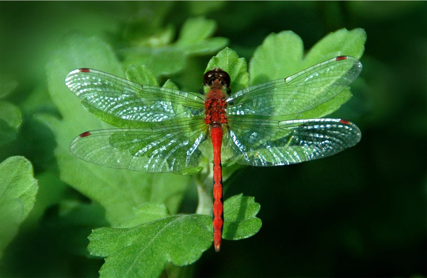 Whit-facedMeadowhawk.jpg