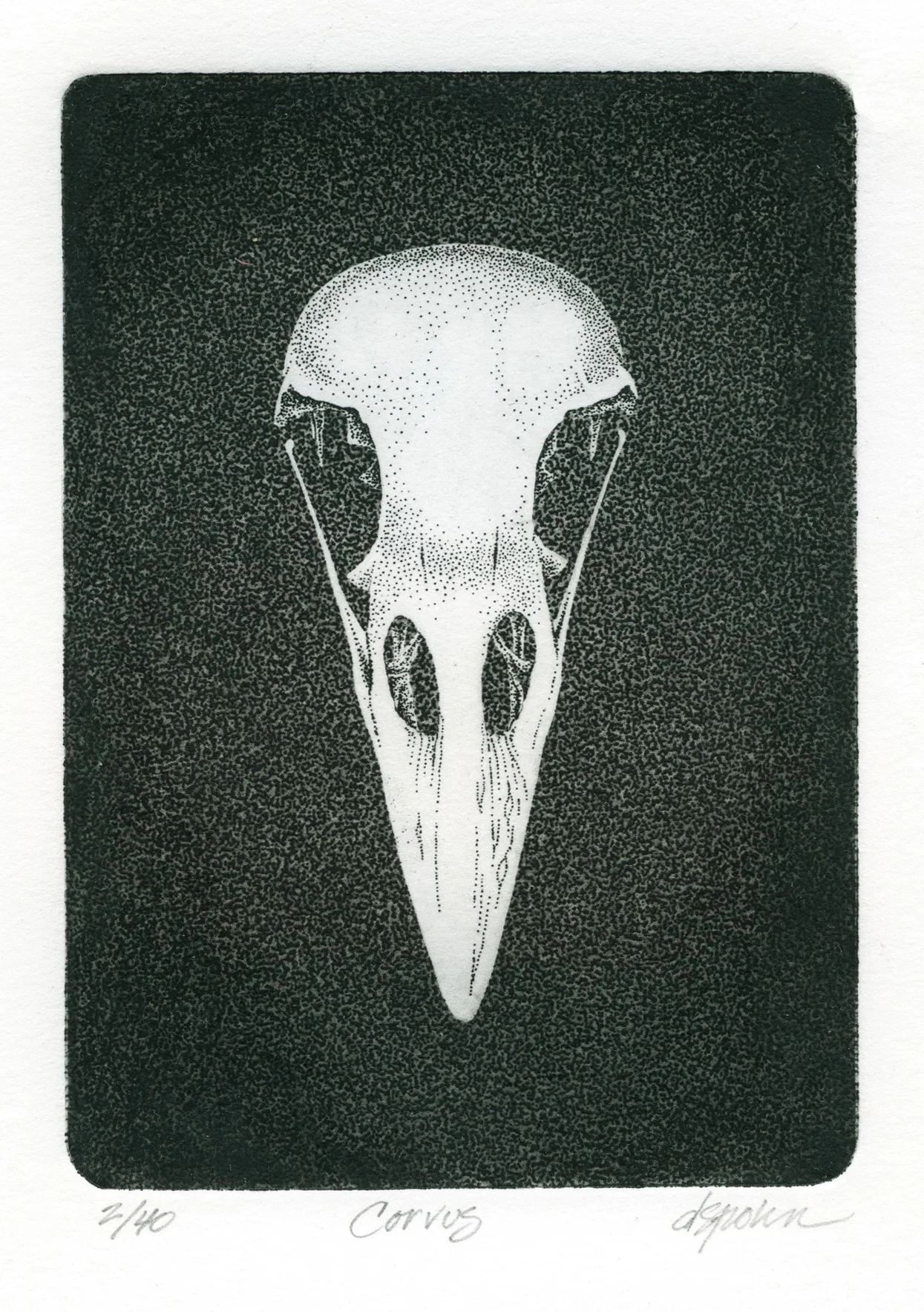 Corvus.jpg