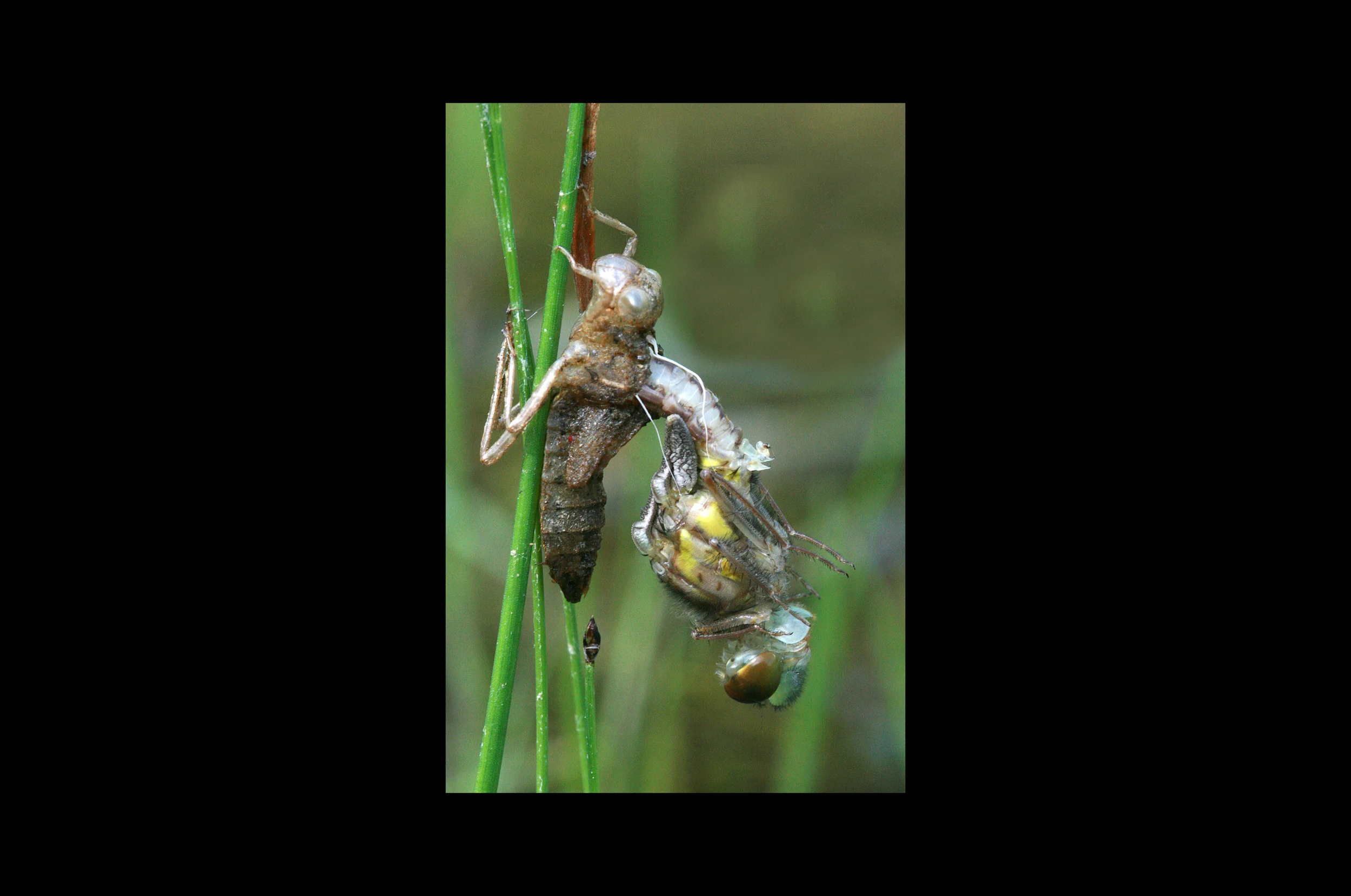 5.5-25-10-dragonfly-emerging-img_7738.jpg