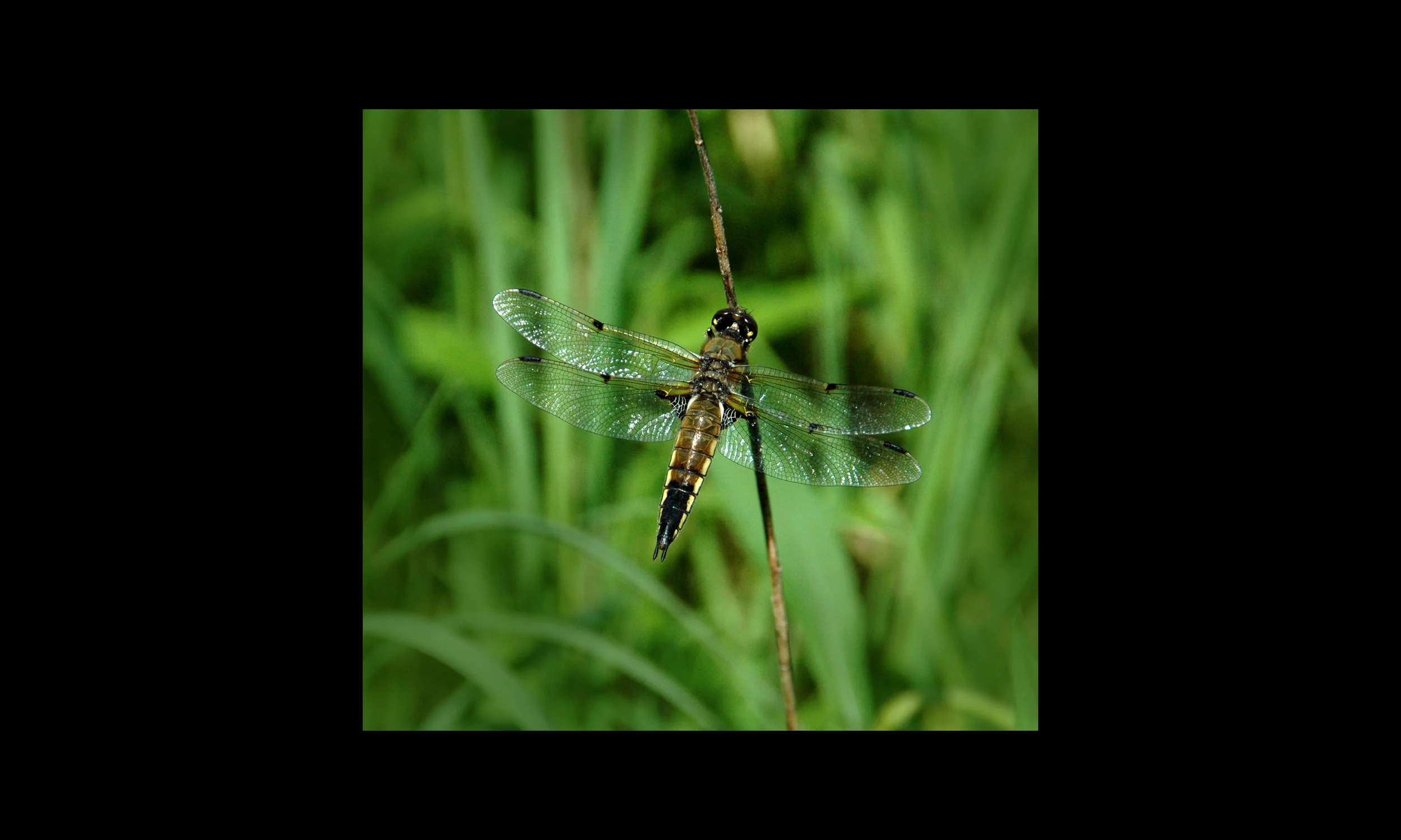 15aFour-spottedSkimmer.JPG