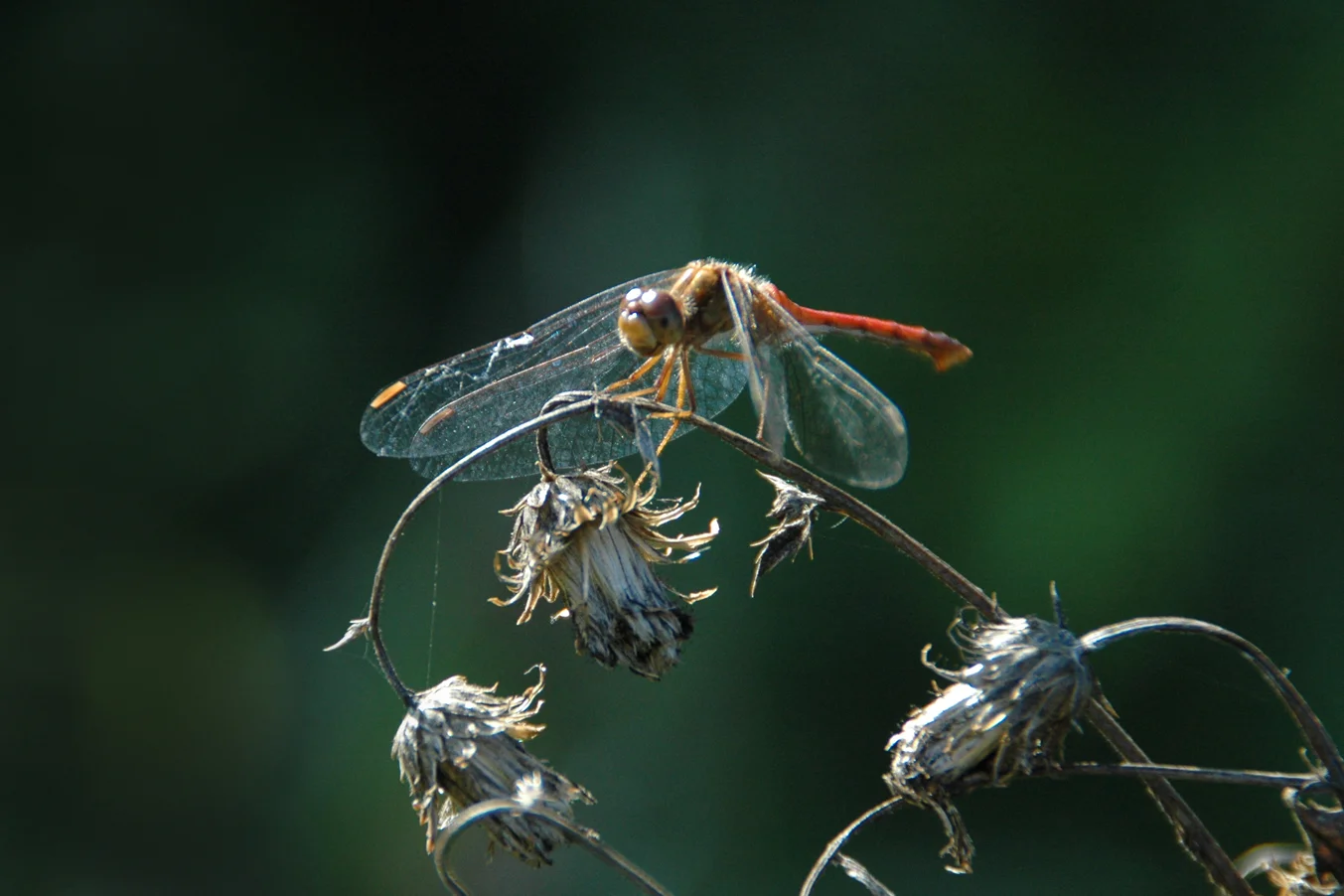 33.RubyMeadowhawk.jpg