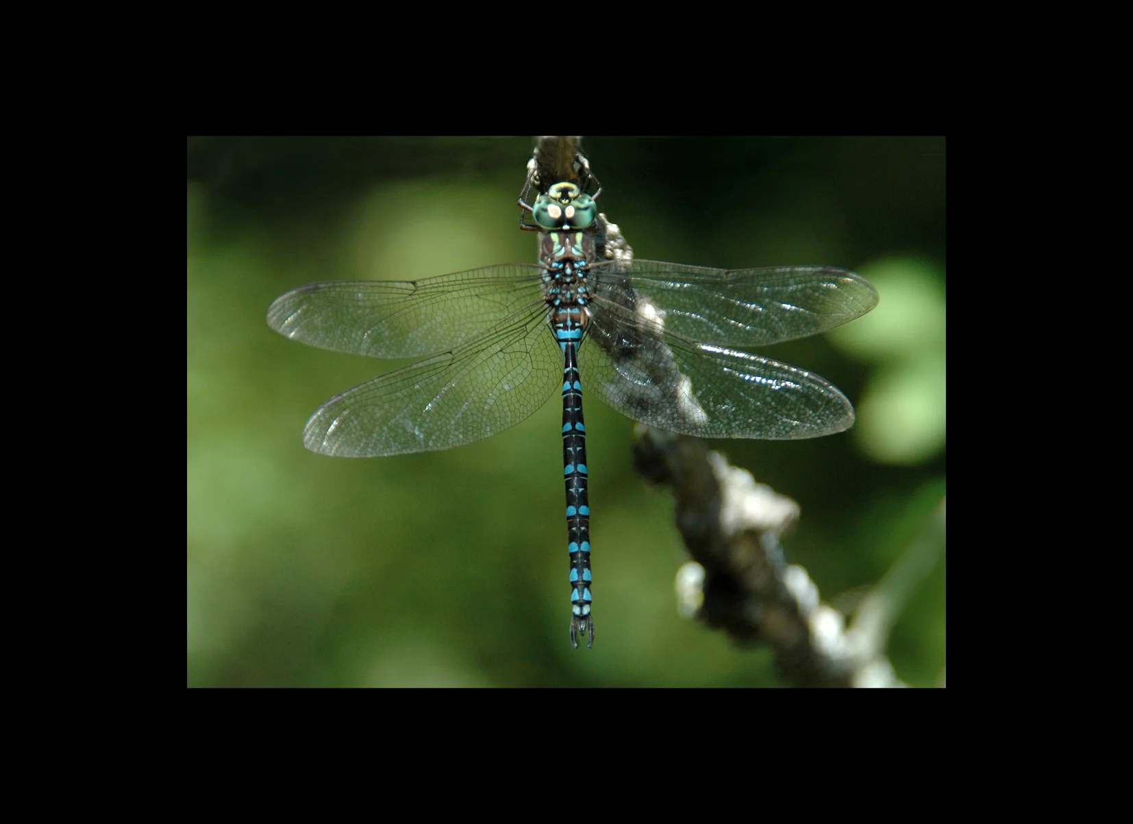 41LakeDarner.jpg