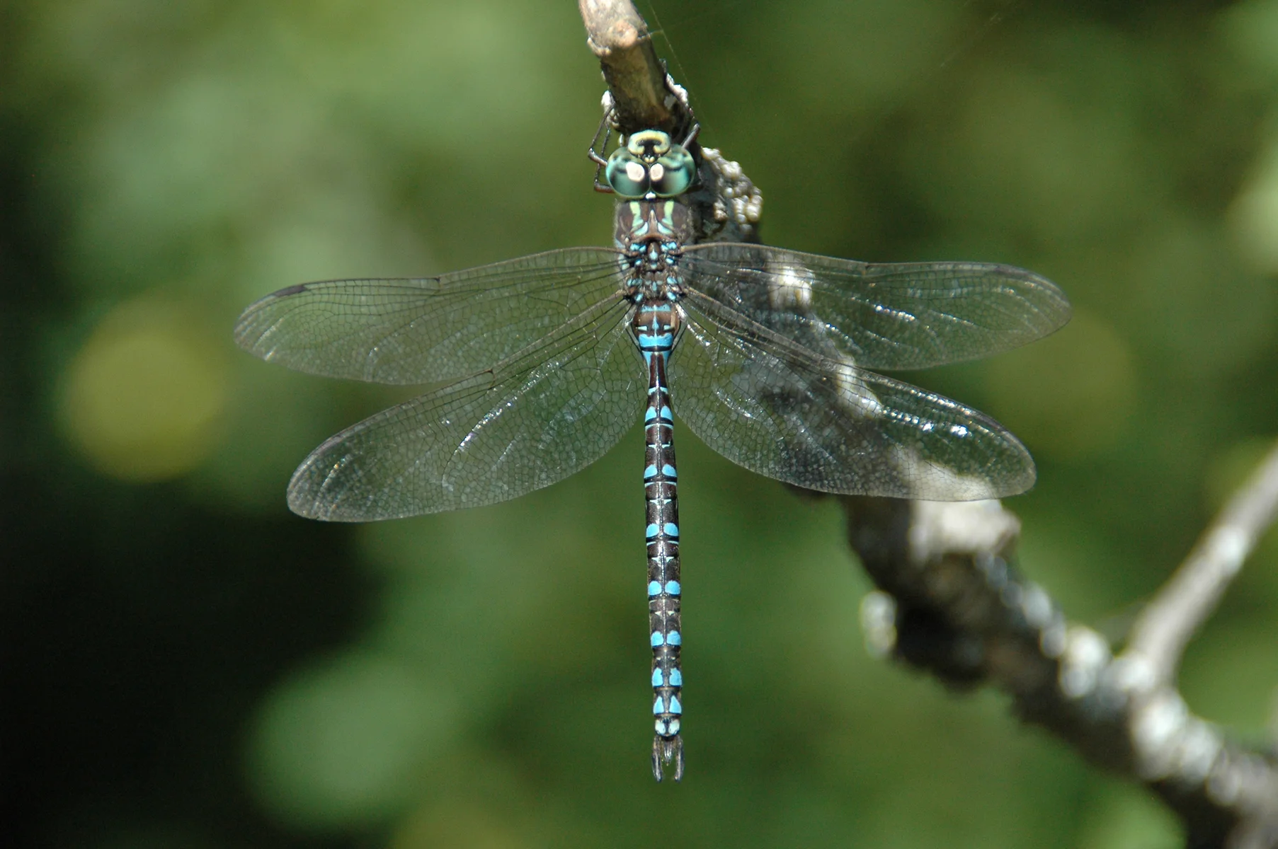 42.DSC_5051.JPG