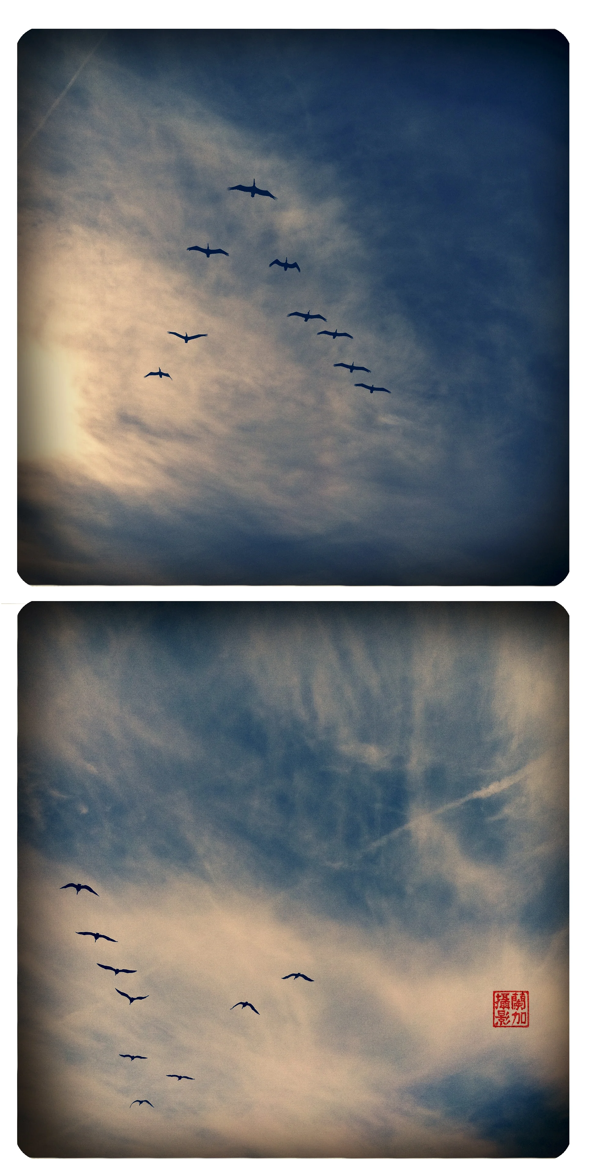 pelicans in formation