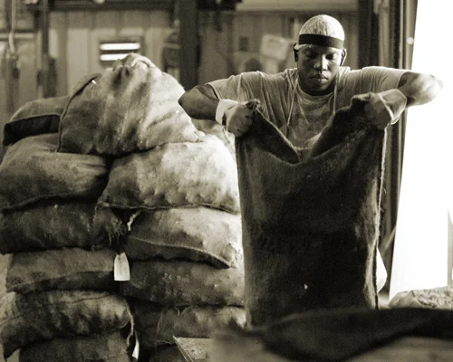  Louisiana Oysters: The Ameripure Oyster Company 