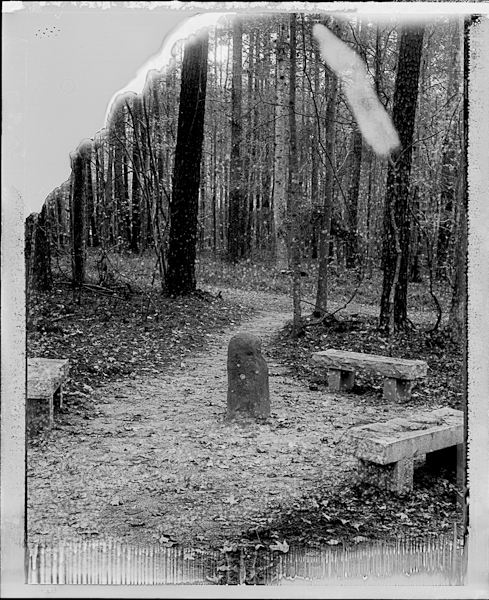 A quiet place, Bolin Woods, Chapel Hill, NC