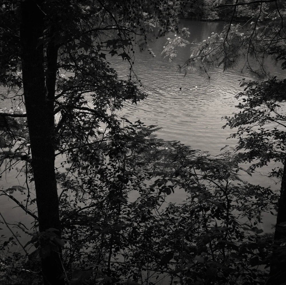 swimmers. eno quarry, nc