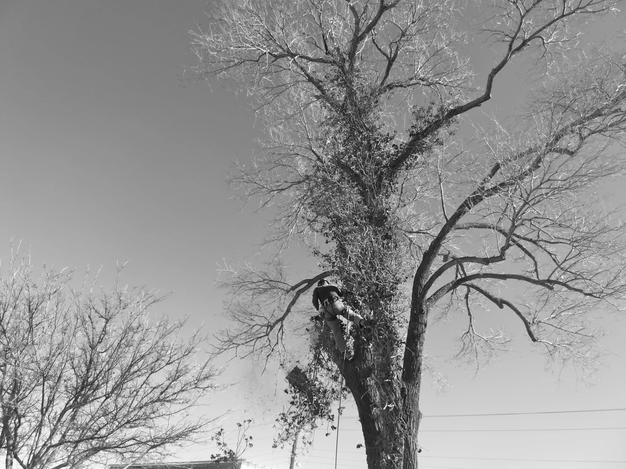23-28 January 2014: Rebecca and Christoff came down from Winnipeg to help us save our Siberian Elm, which has been encased in a suffocating braid (4-5") of vine since the 1950s. Here is Christoff, Baron in the Trees.