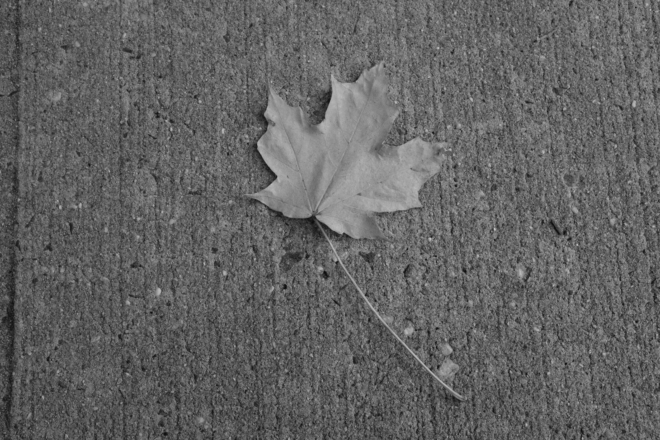 DSCF8398.JPG