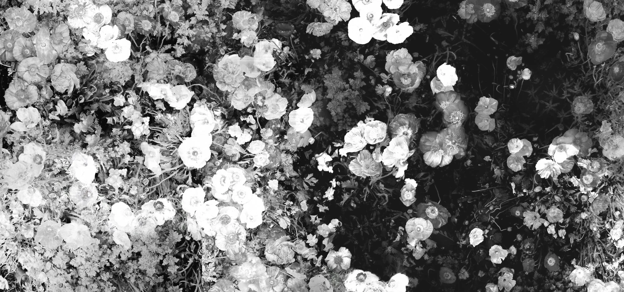 Poppies-BW.JPG