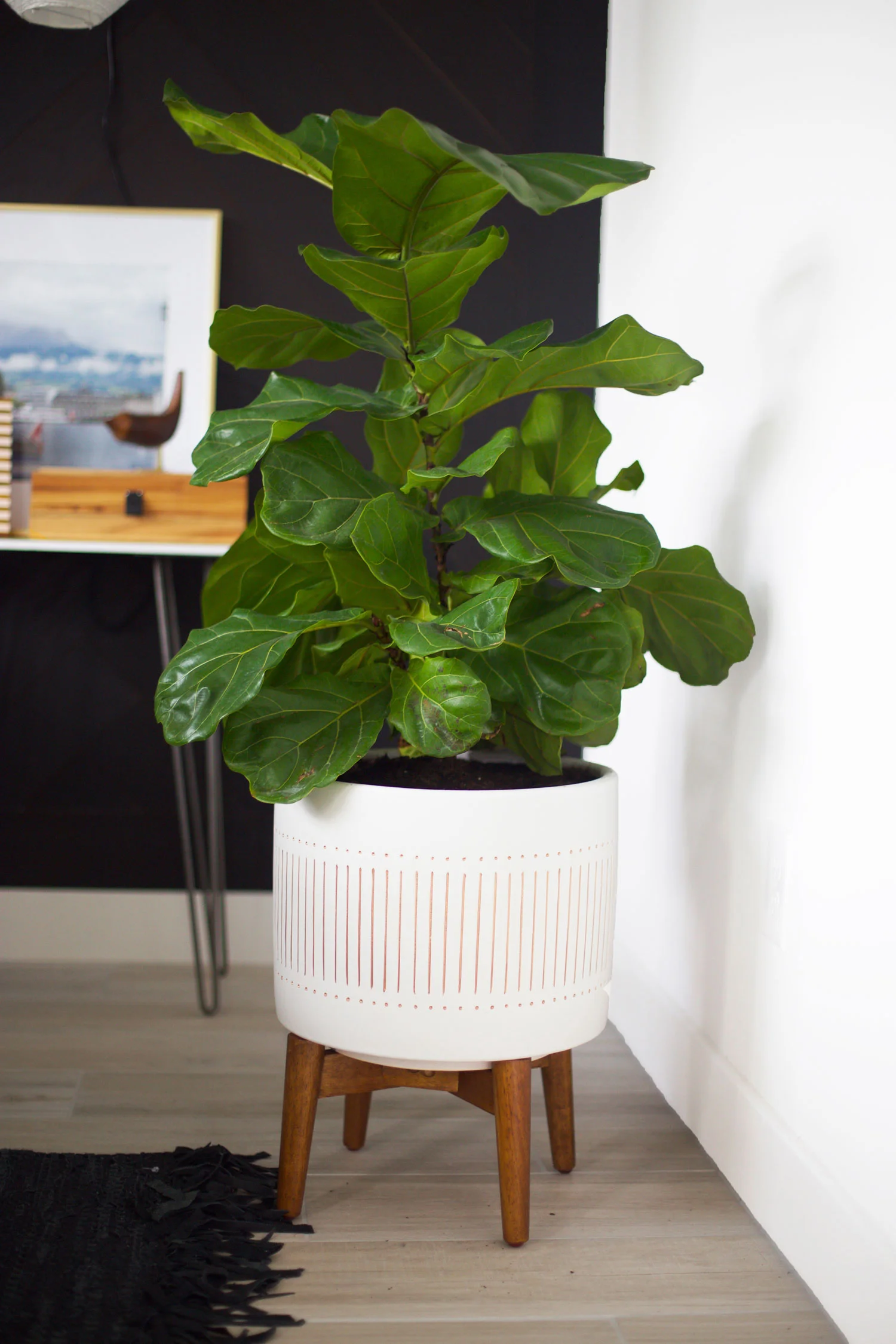 bedroom plant ideas