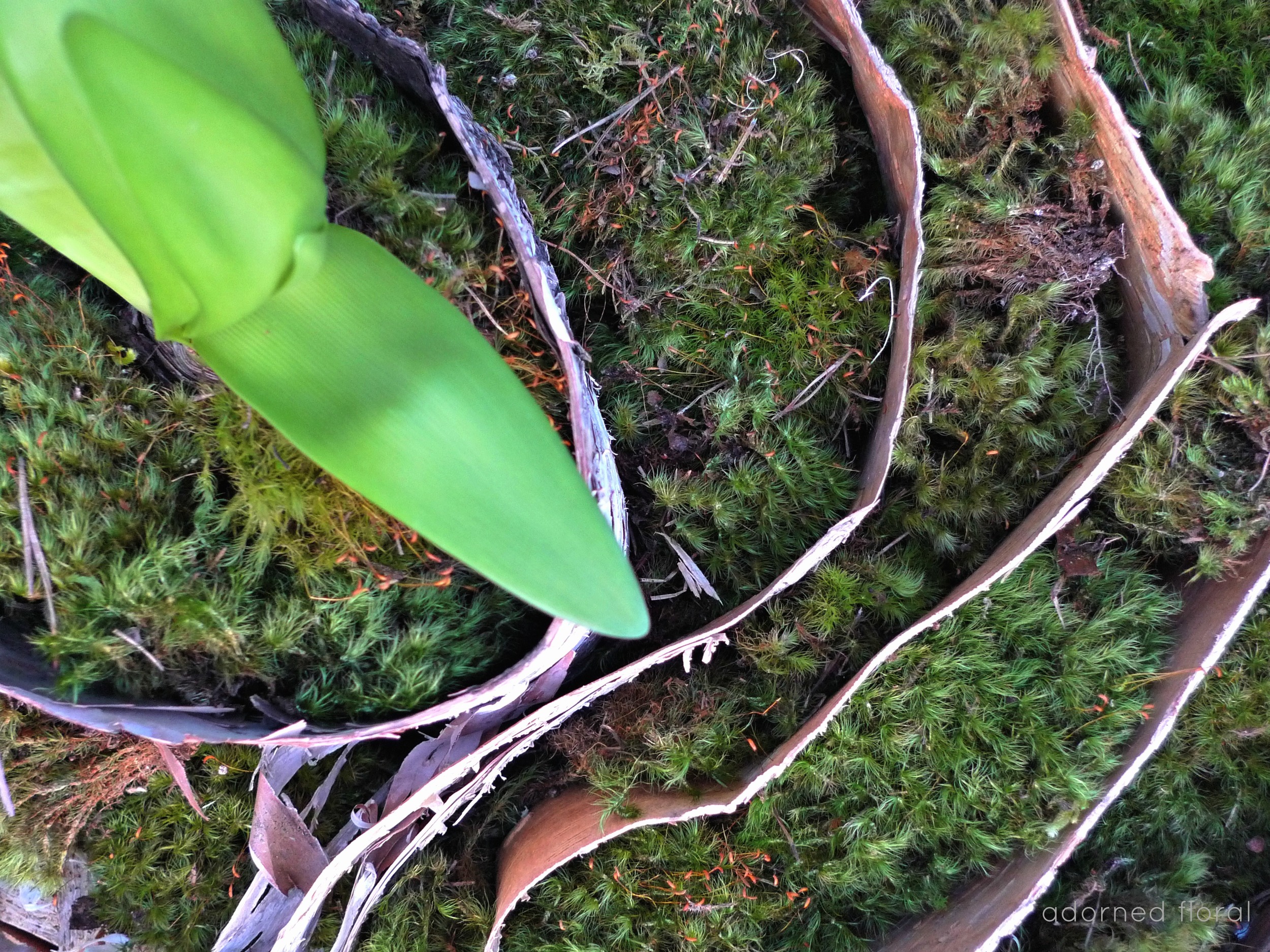 and a branch from his root from his root Heather Metcalf II Adorned Floral ©