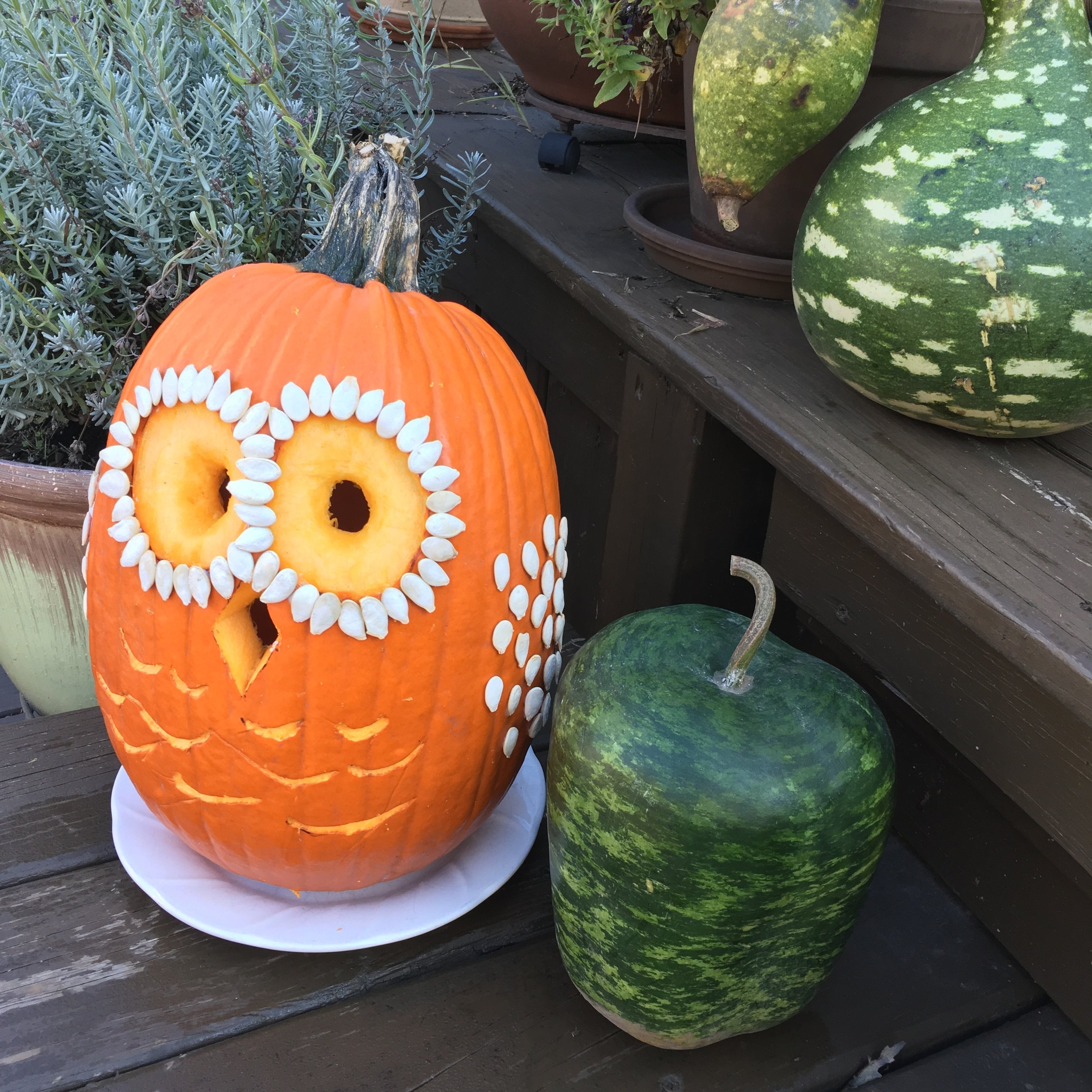 My Real Pumpkin Owl Design