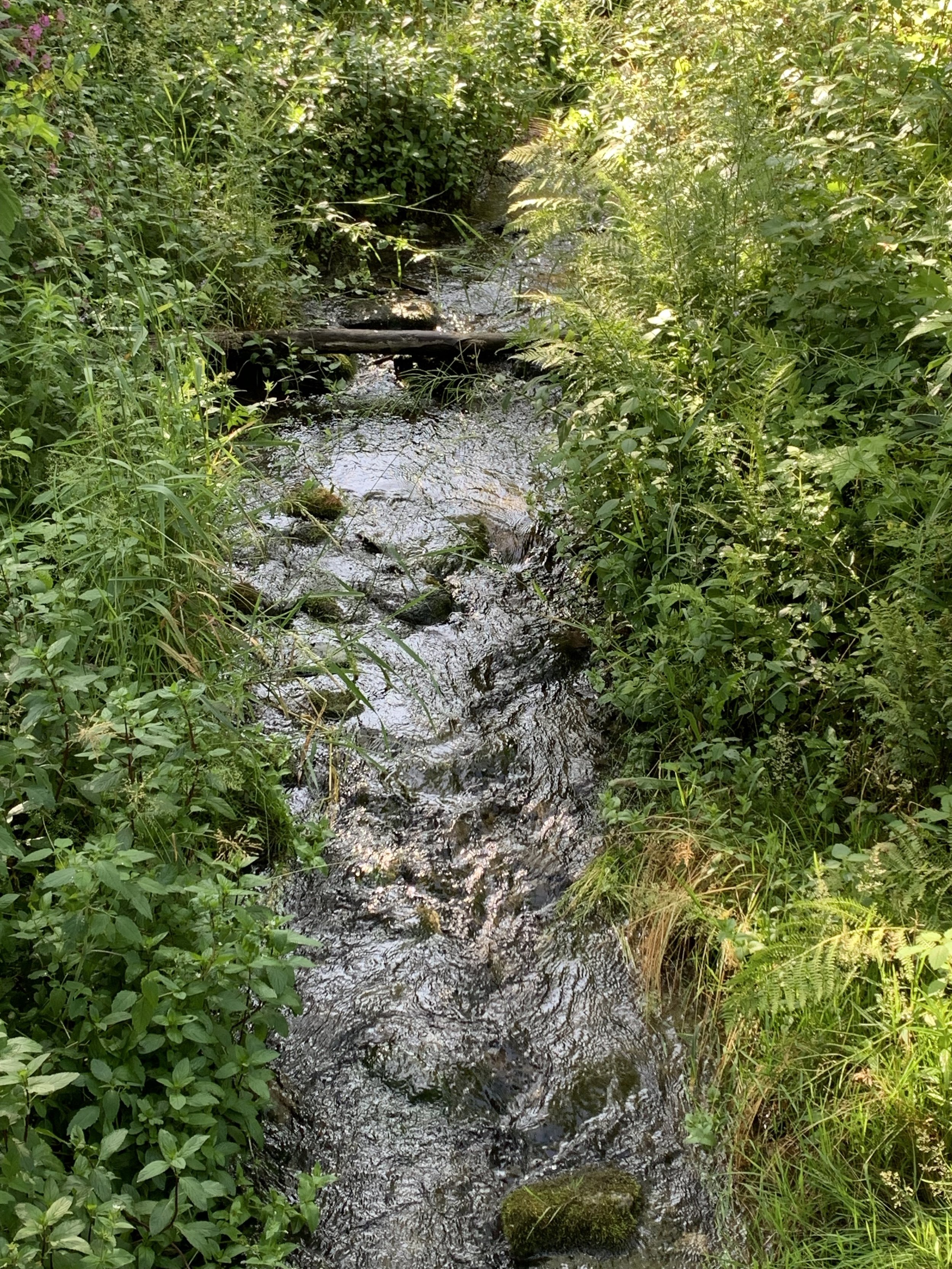 Creek in front of our Cottage