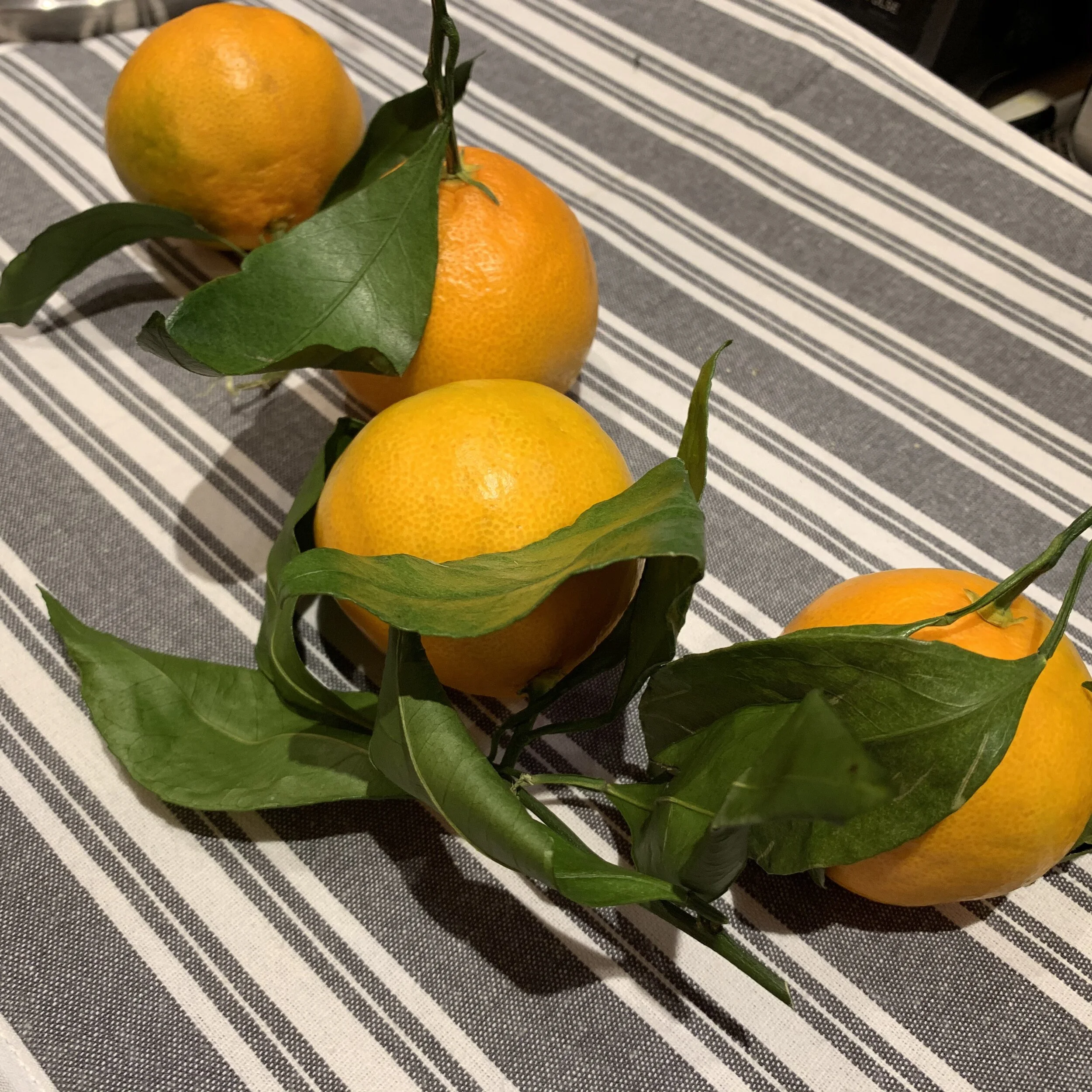Satsuma oranges - table decor