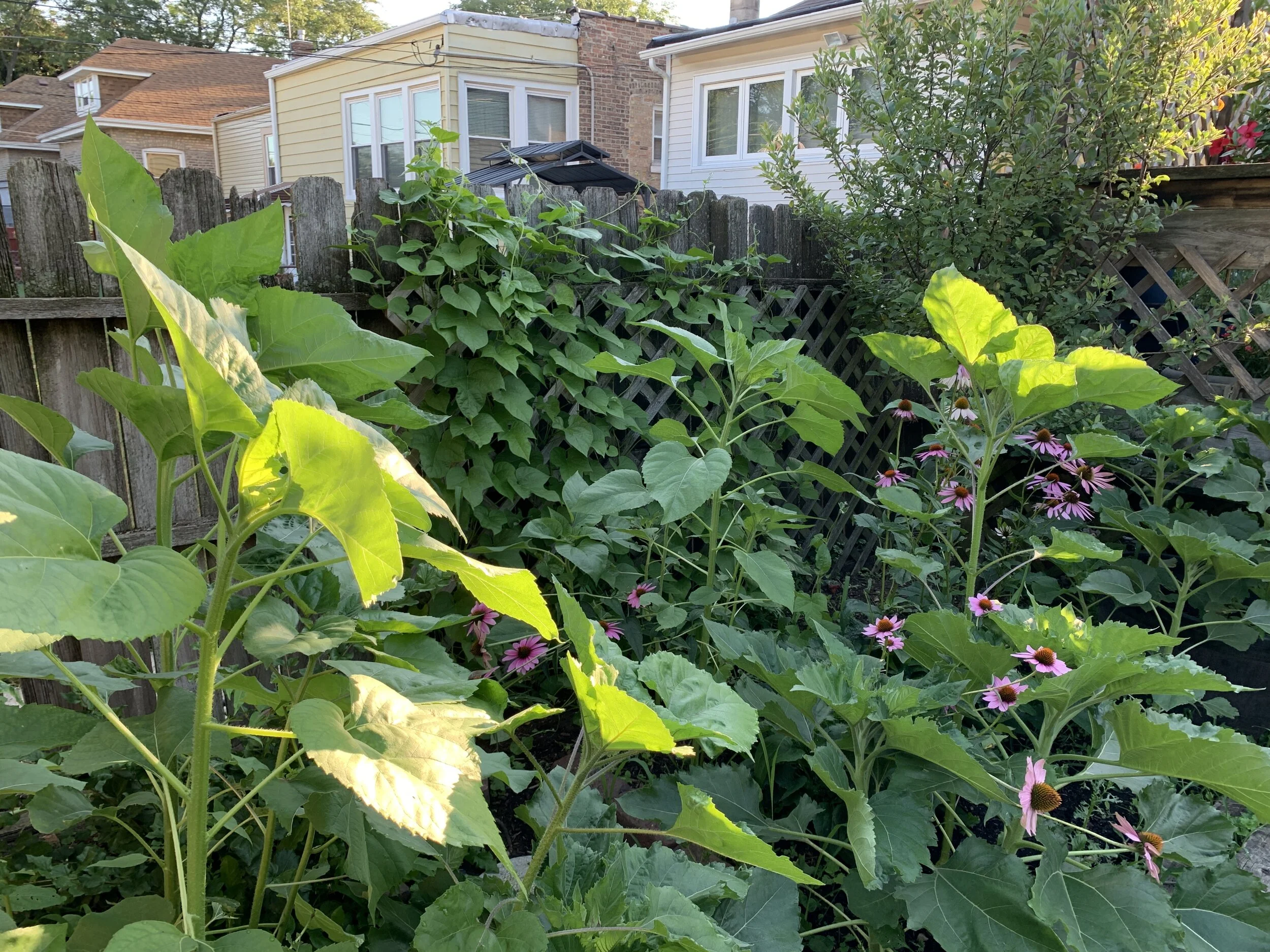 my sunflowers a week ago