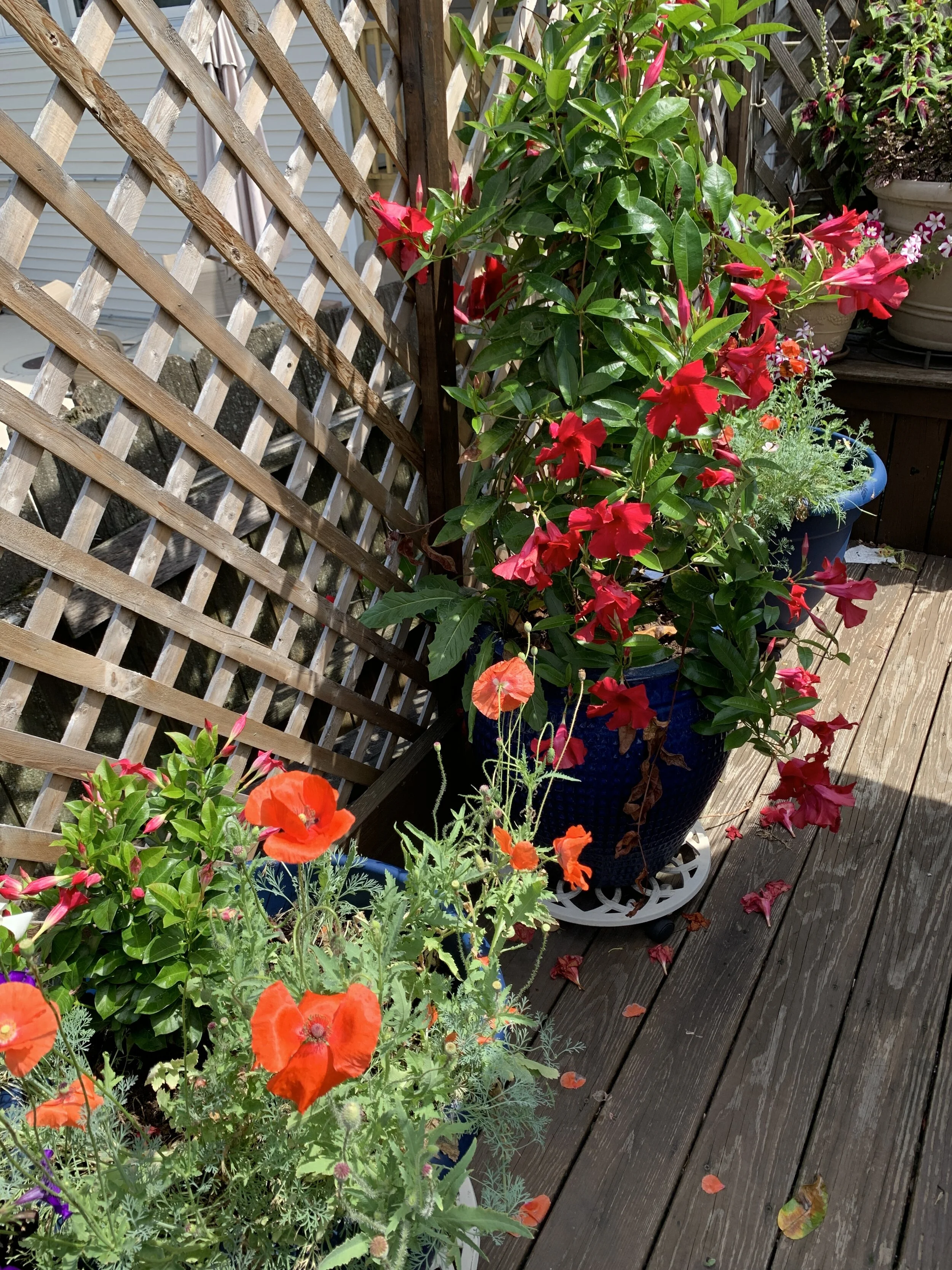 my poppies and mandevilla