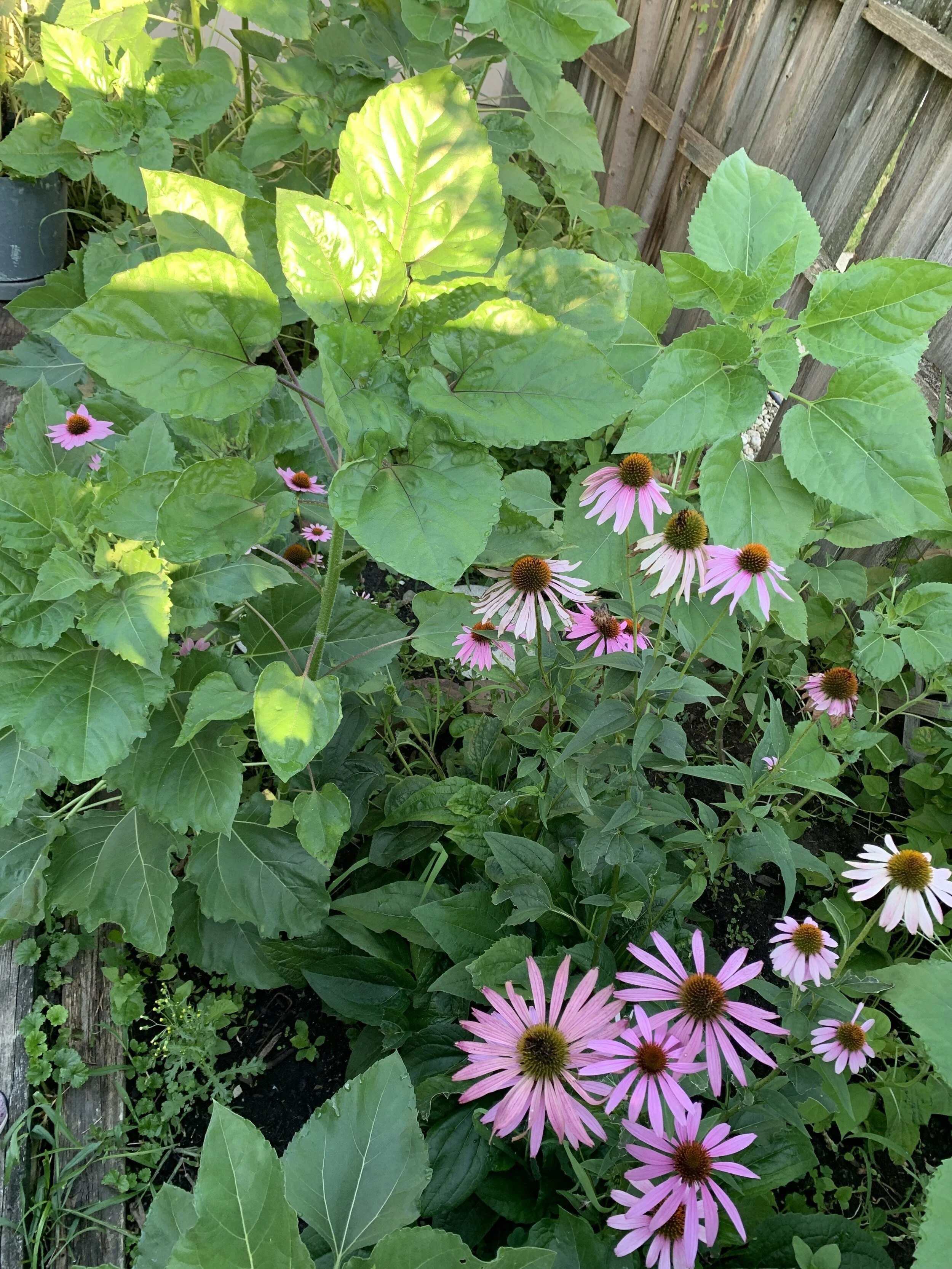 sunflowers and echinacea