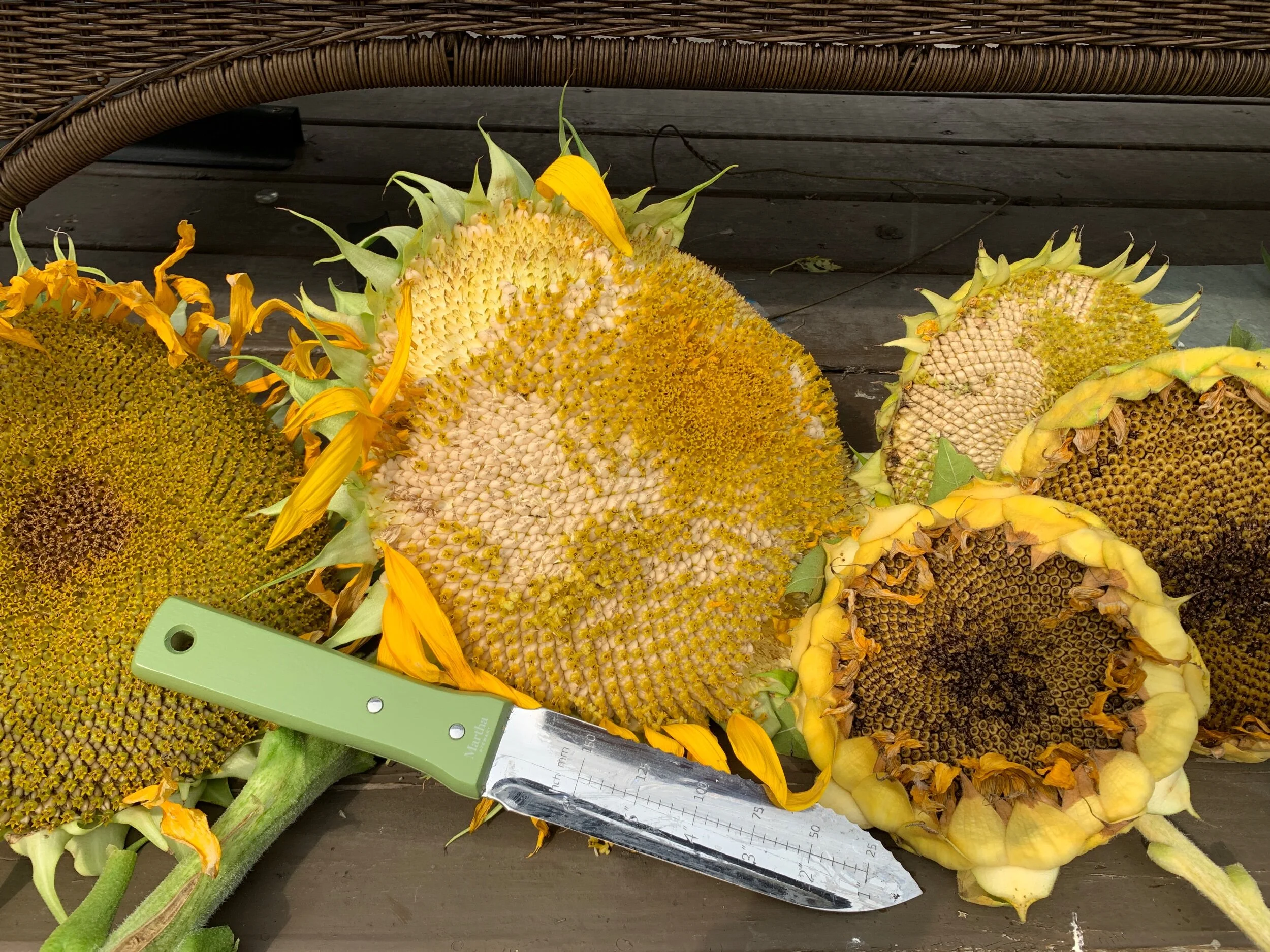 Sunflowers ready to hang to dry before harvesting seeds to plant next year