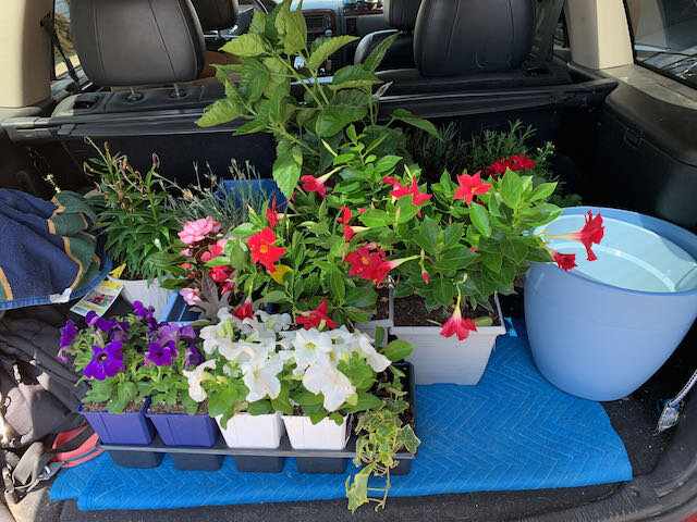 Car full of flowers and herbs