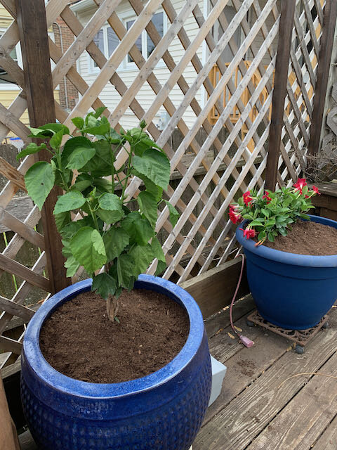 Mandevilla and hibiscus planted