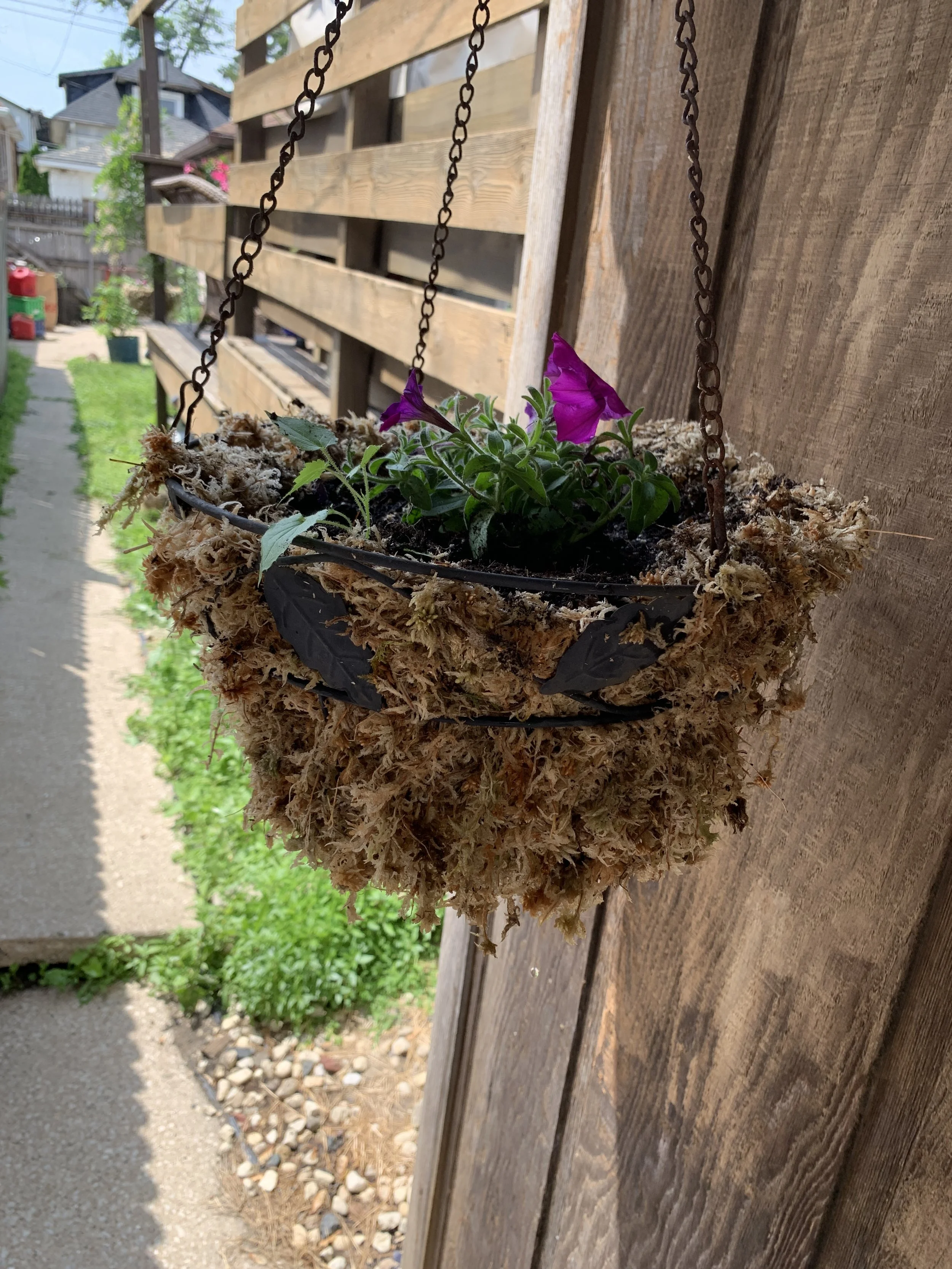 Sphagnum Moss in planter