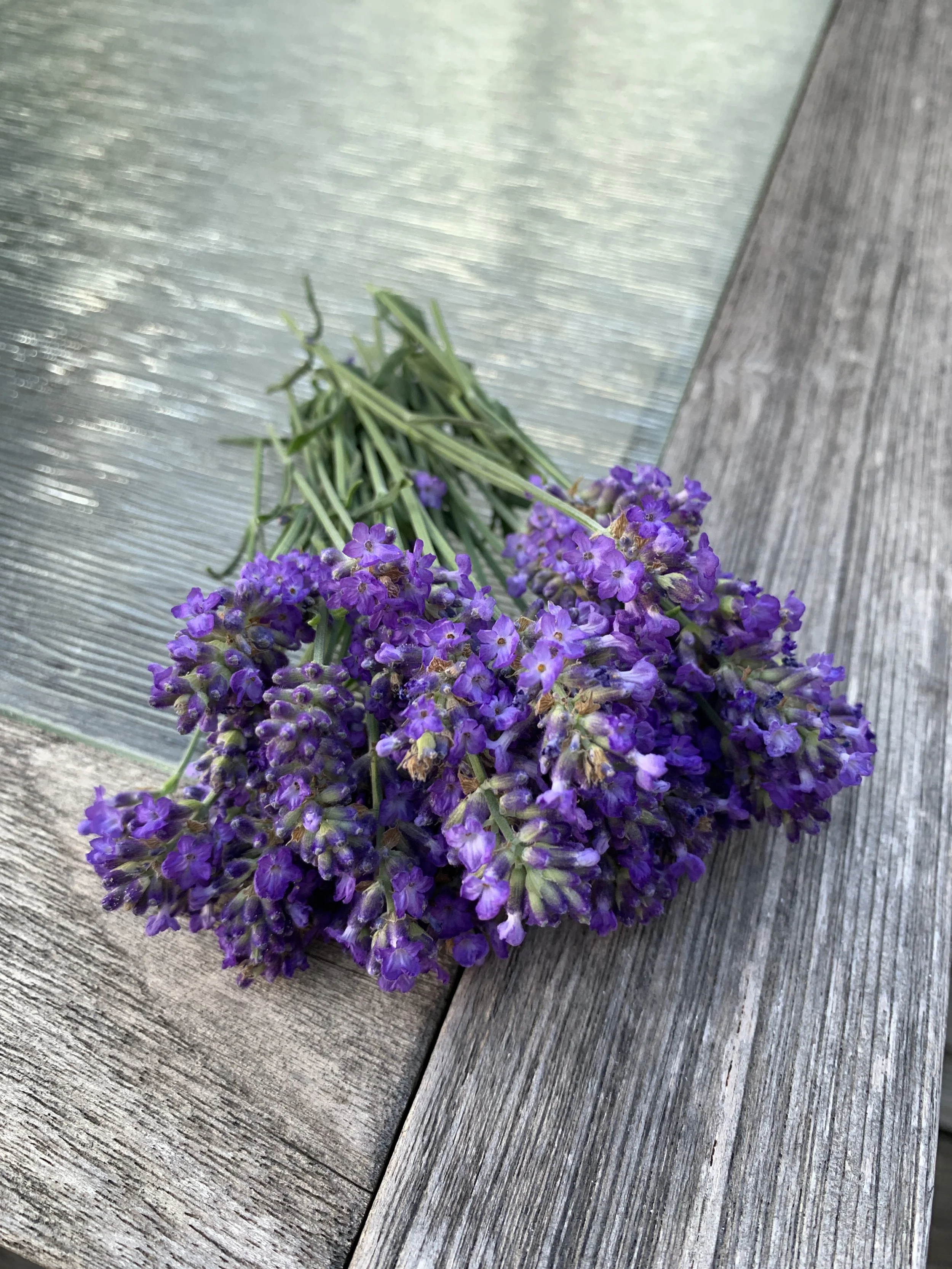 Lavender