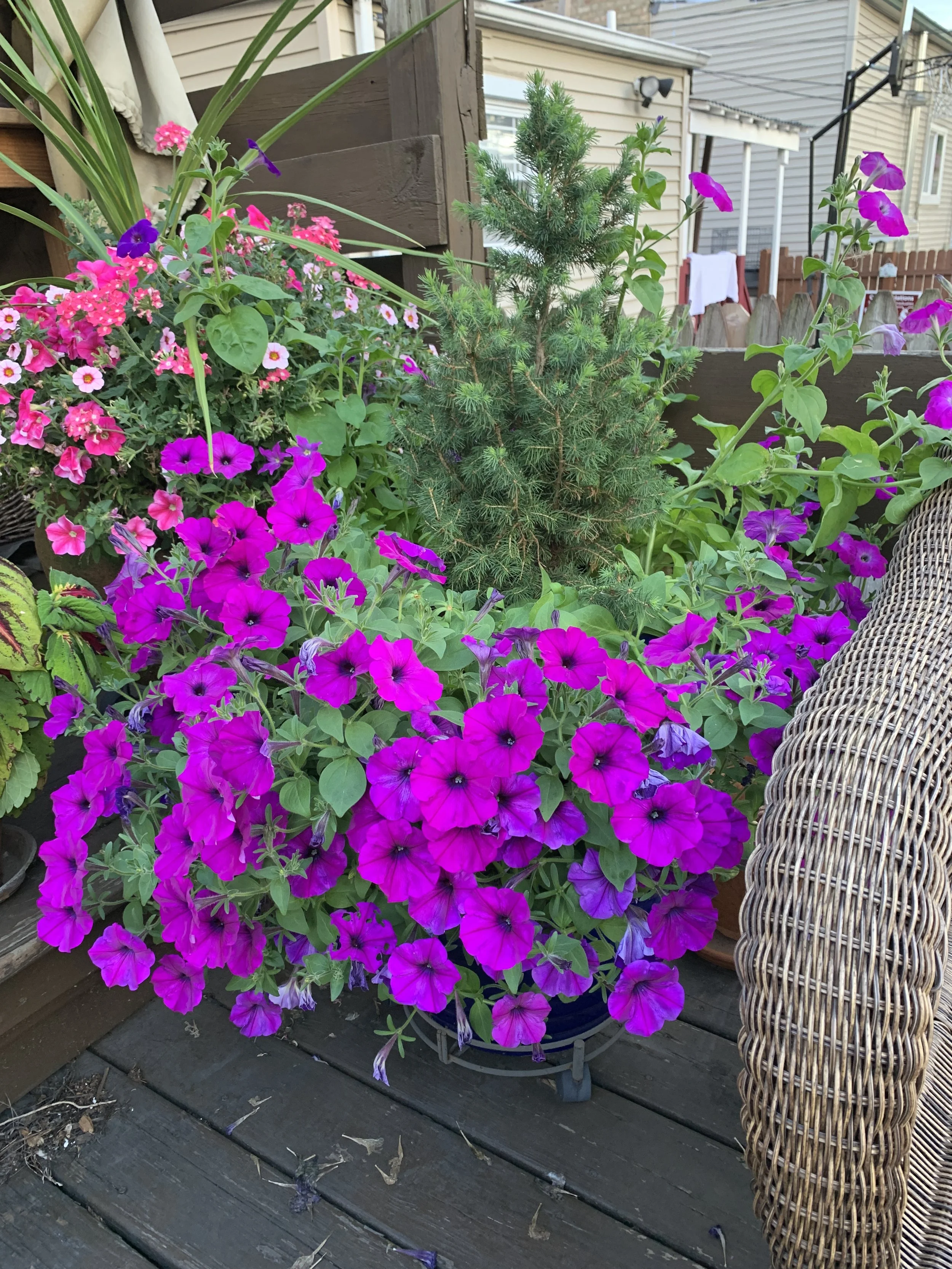 Patio Petunias