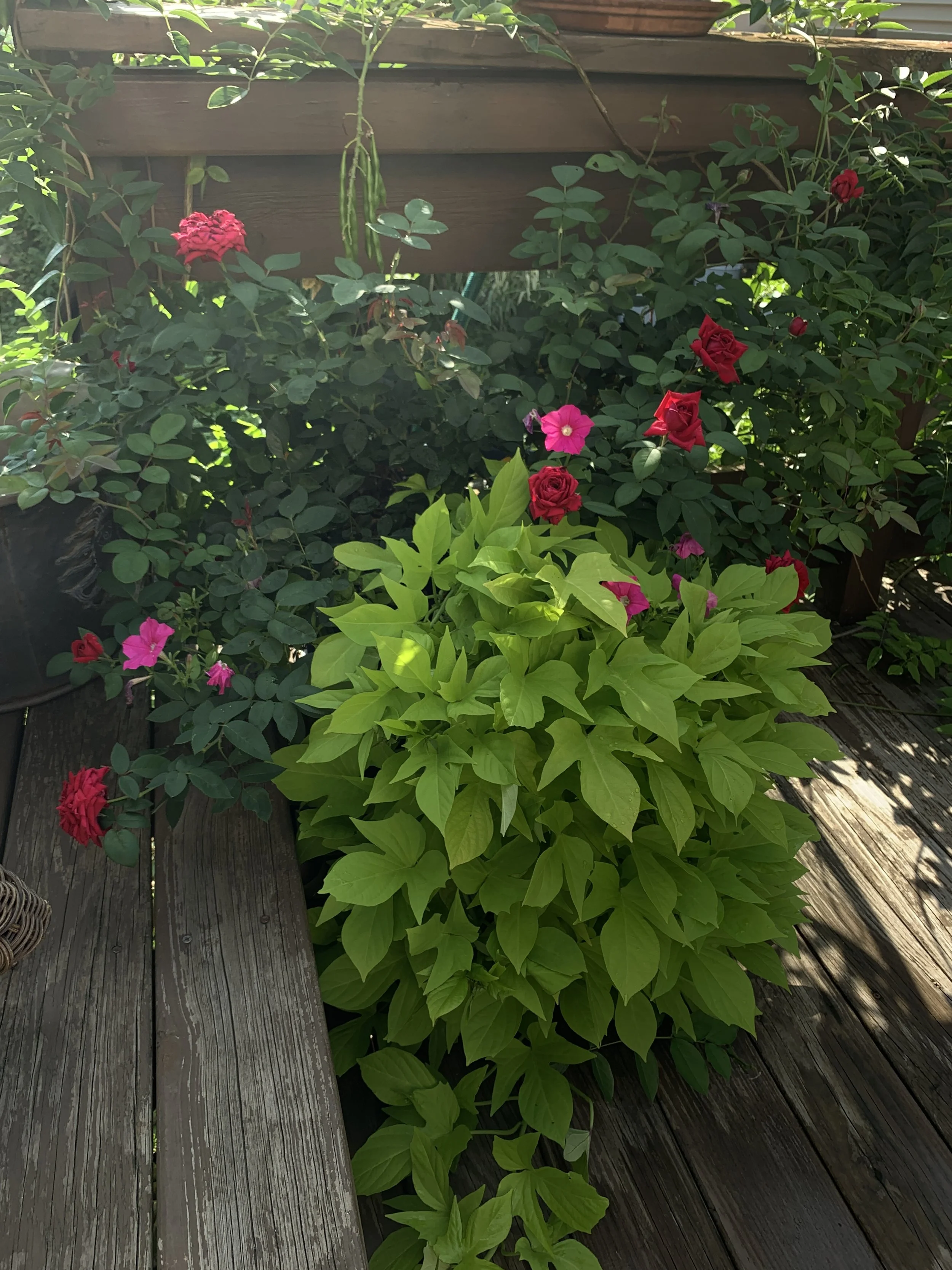 Kashmir Rose, Sweet Potato vine