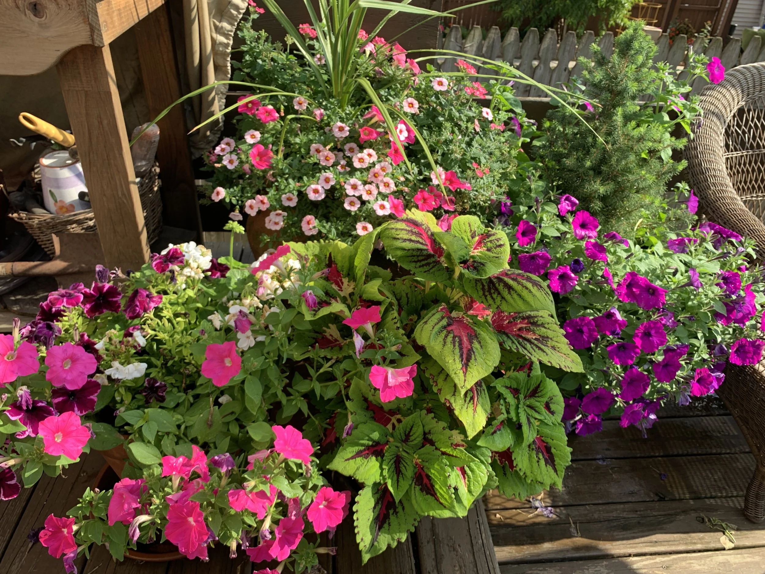 Medley of petunias, coleus etc.