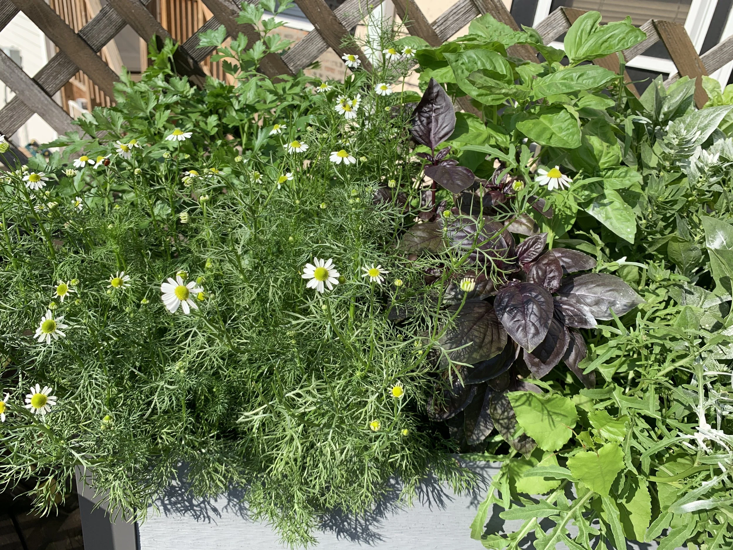 Raised planter herbs