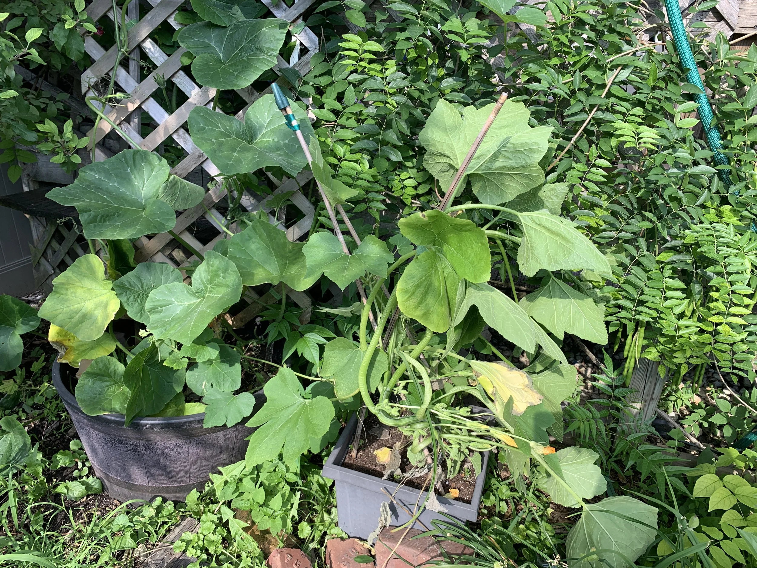 Mini pumpkin and Butternut Squash