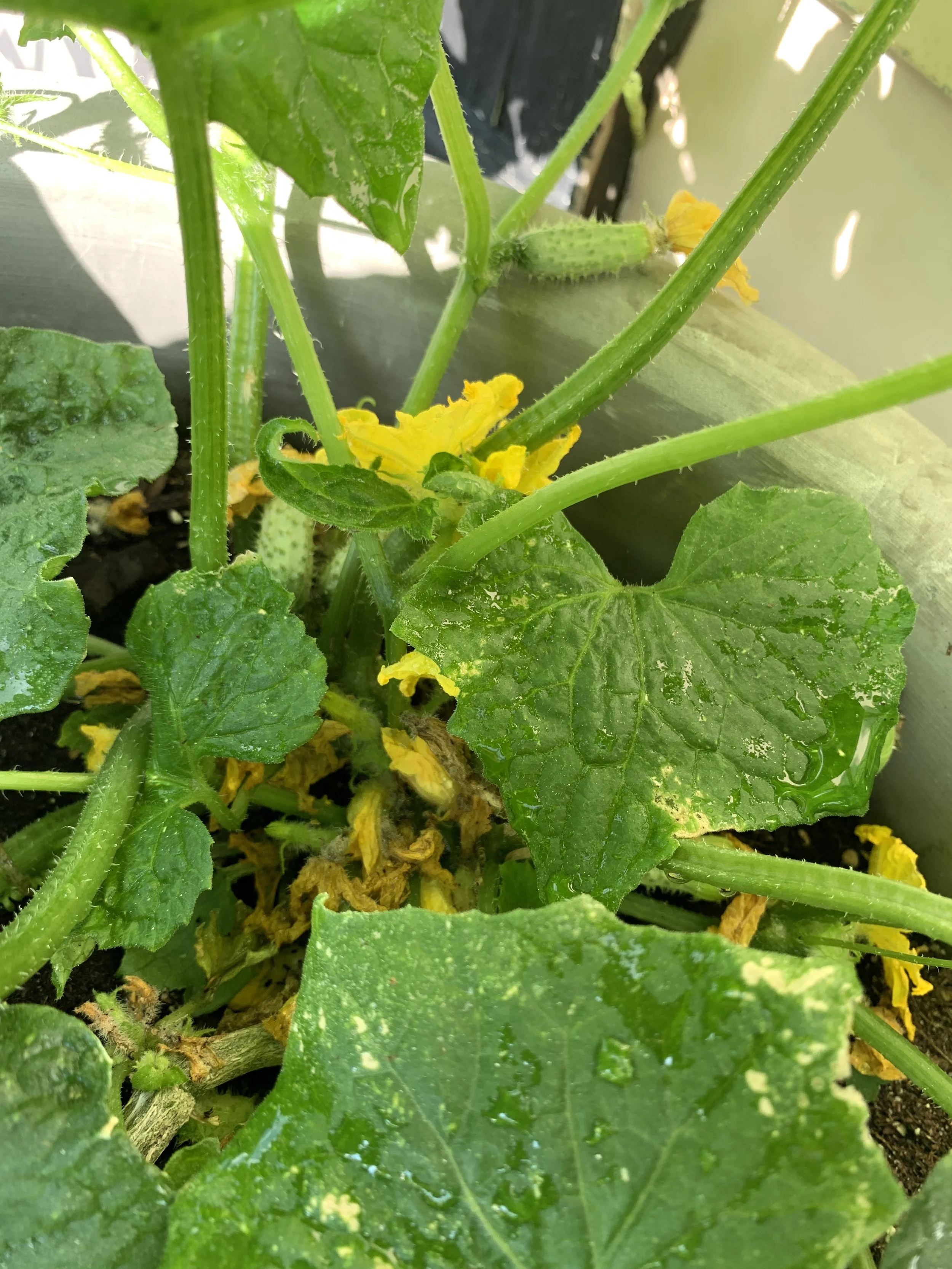 Closeup Butternut squash